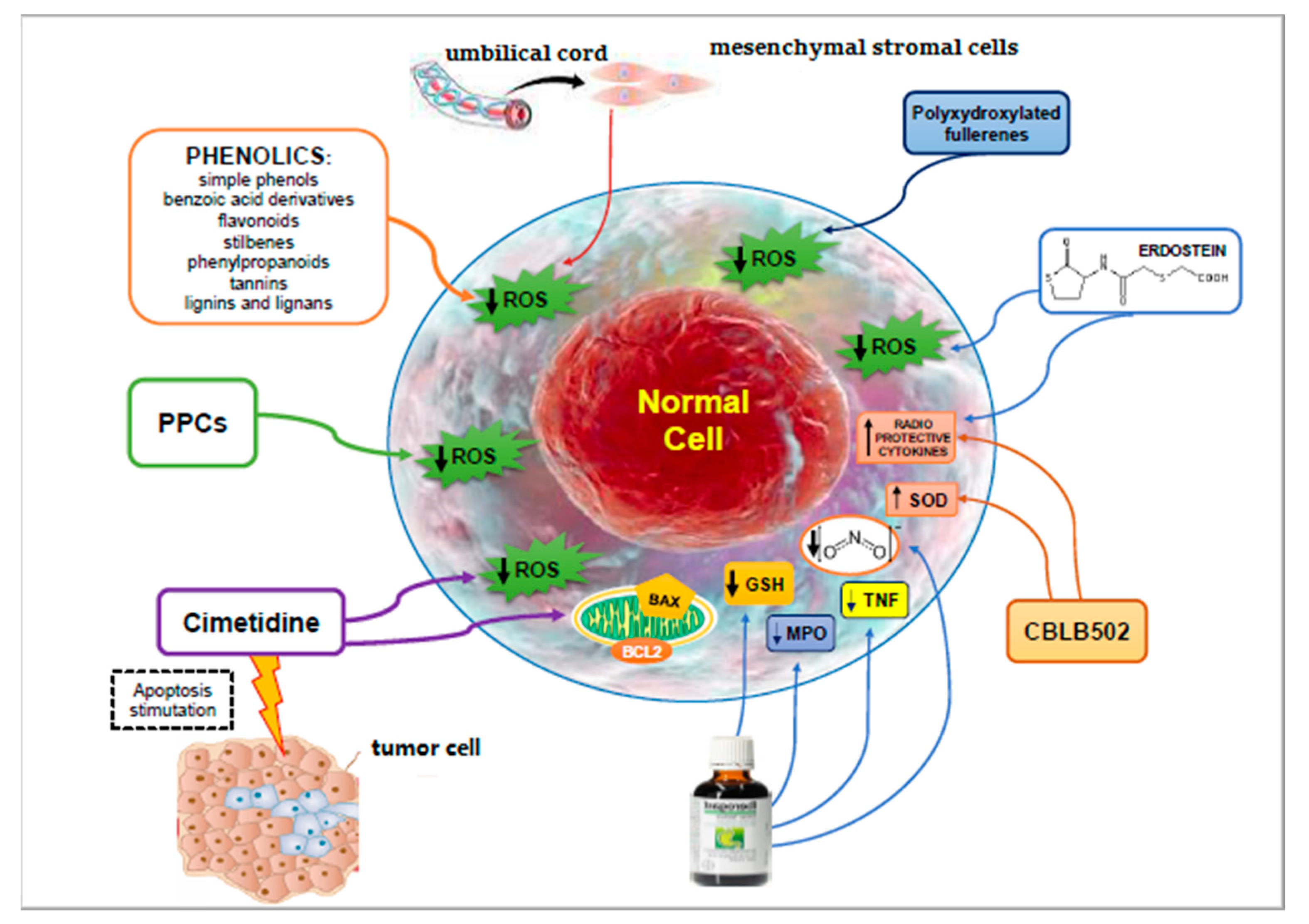 Antioxidants 09 01116 g001