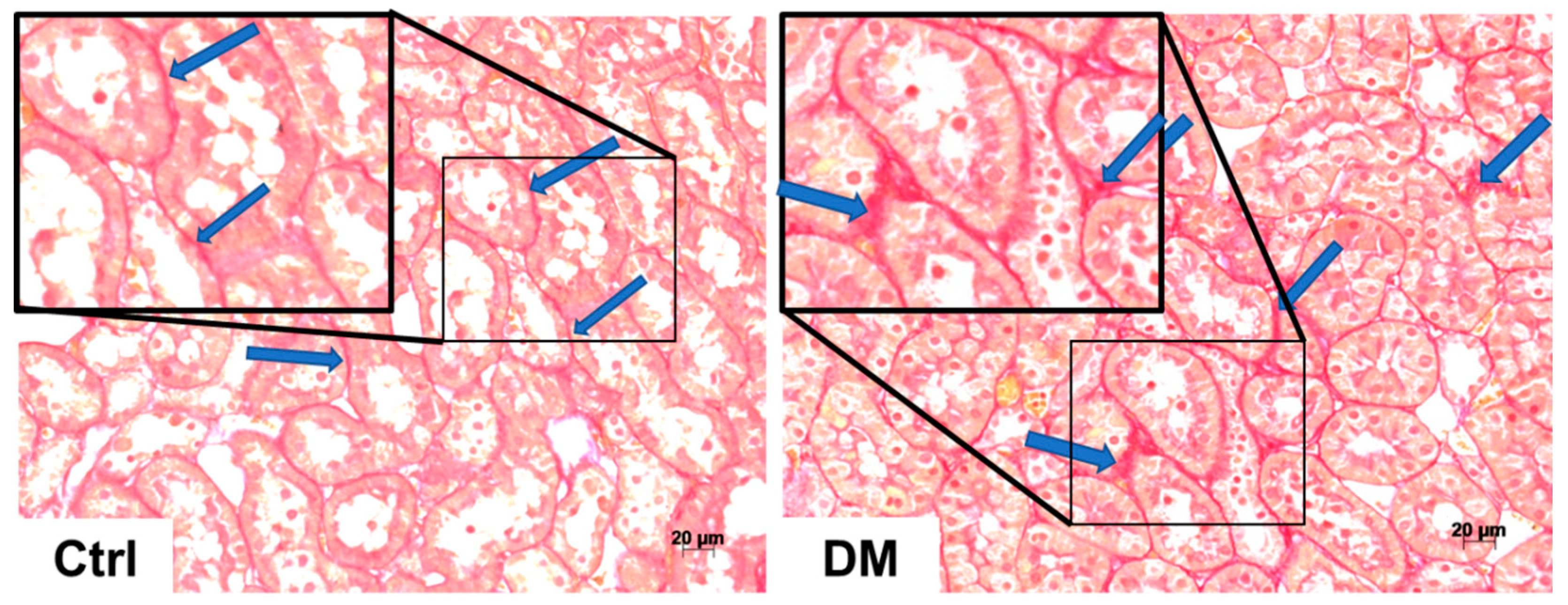 Antioxidants 09 01134 g005a Antioxidants 09 01134 g005a