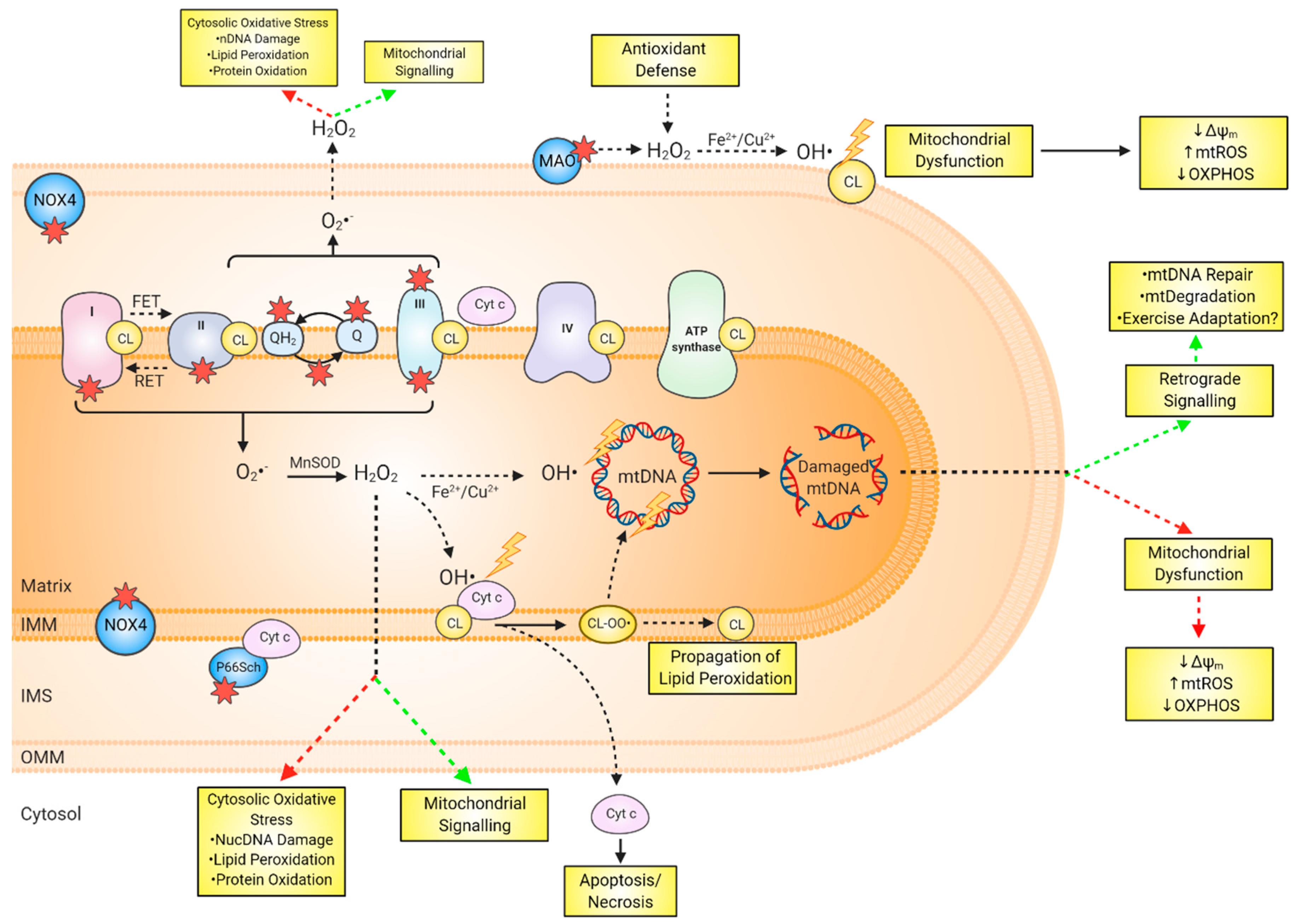 Antioxidants 09 01142 g003