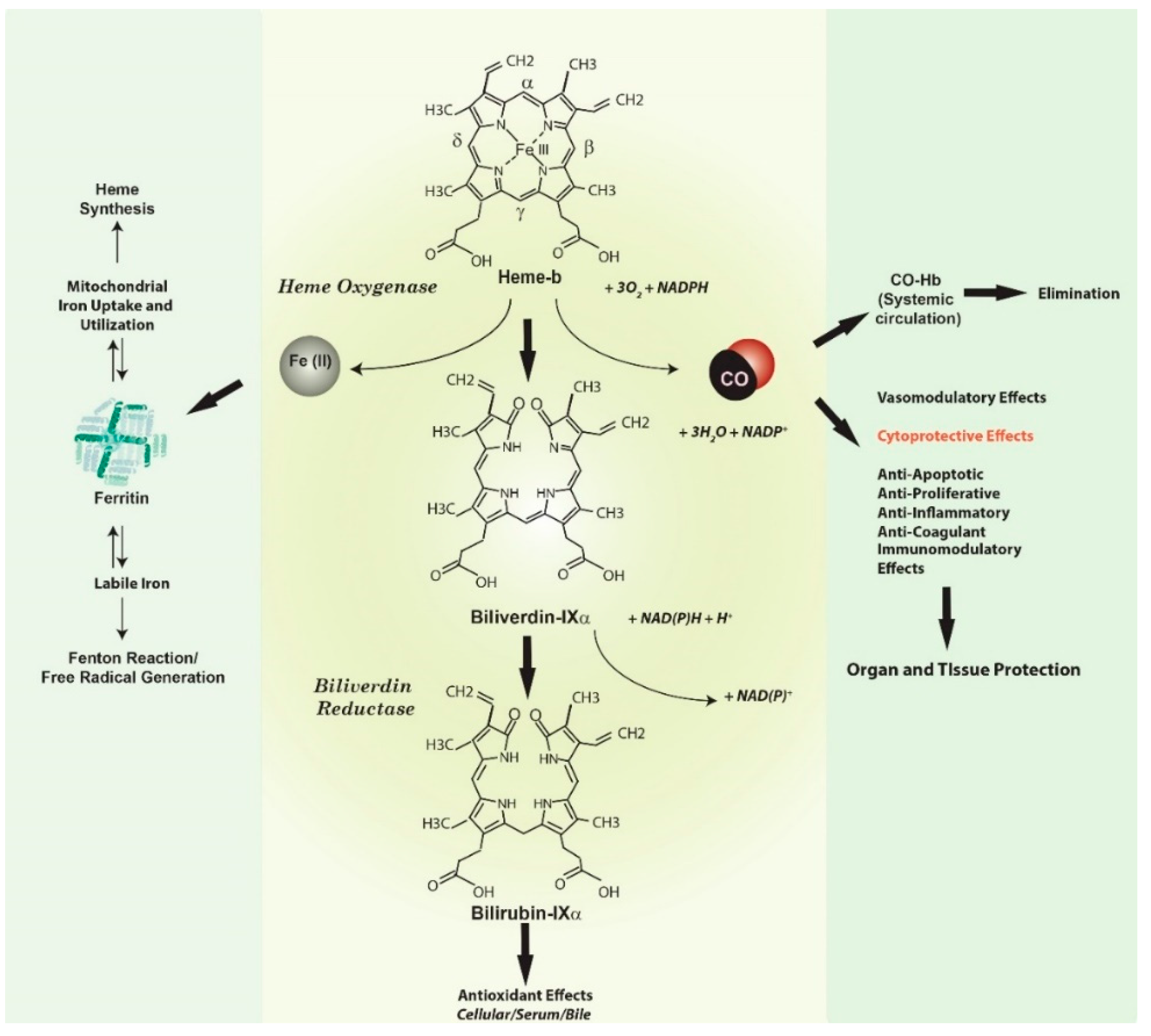 Antioxidants 09 01153 g001 Antioxidants 09 01153 g001
