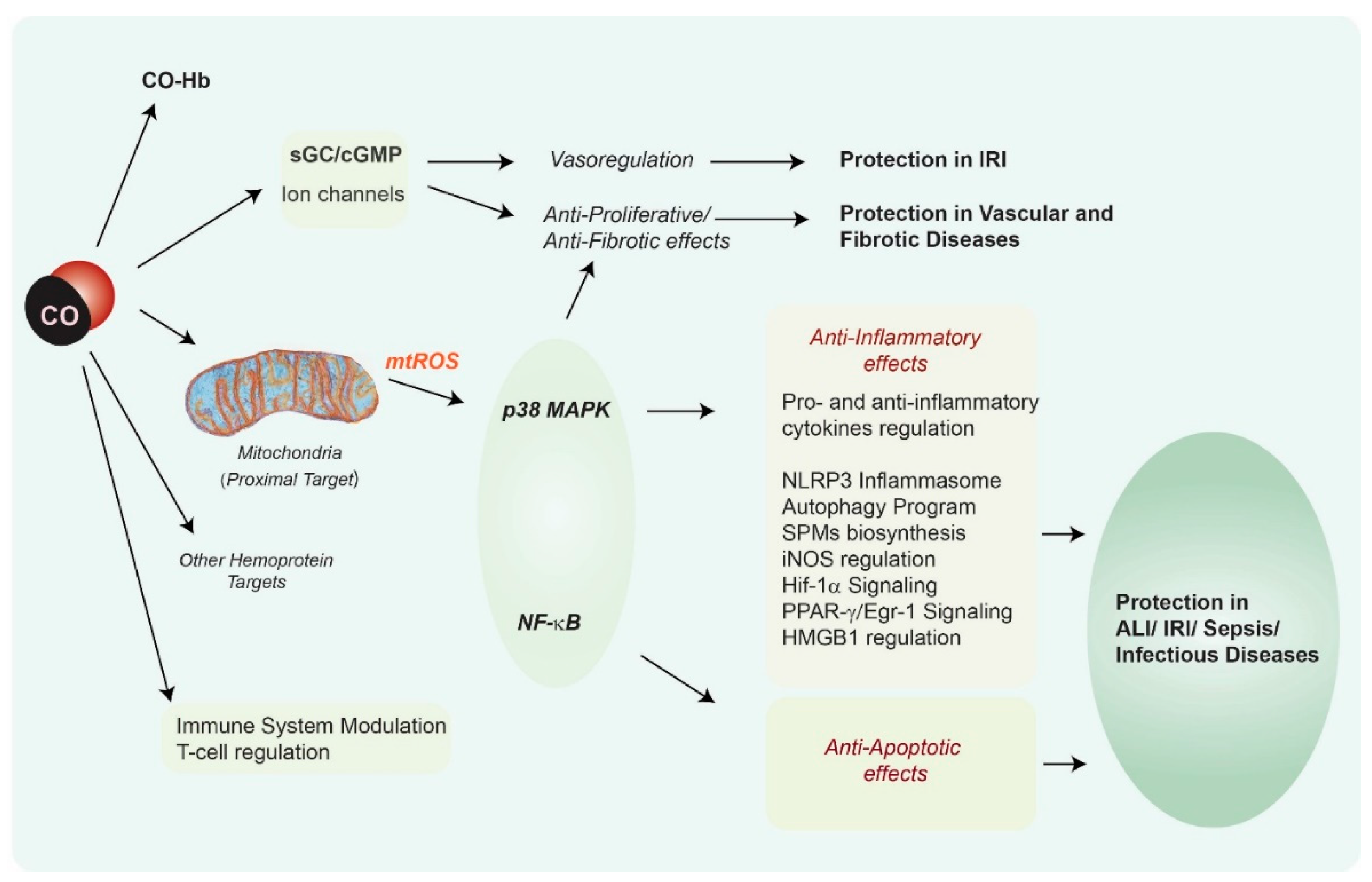 Antioxidants 09 01153 g002 Antioxidants 09 01153 g002