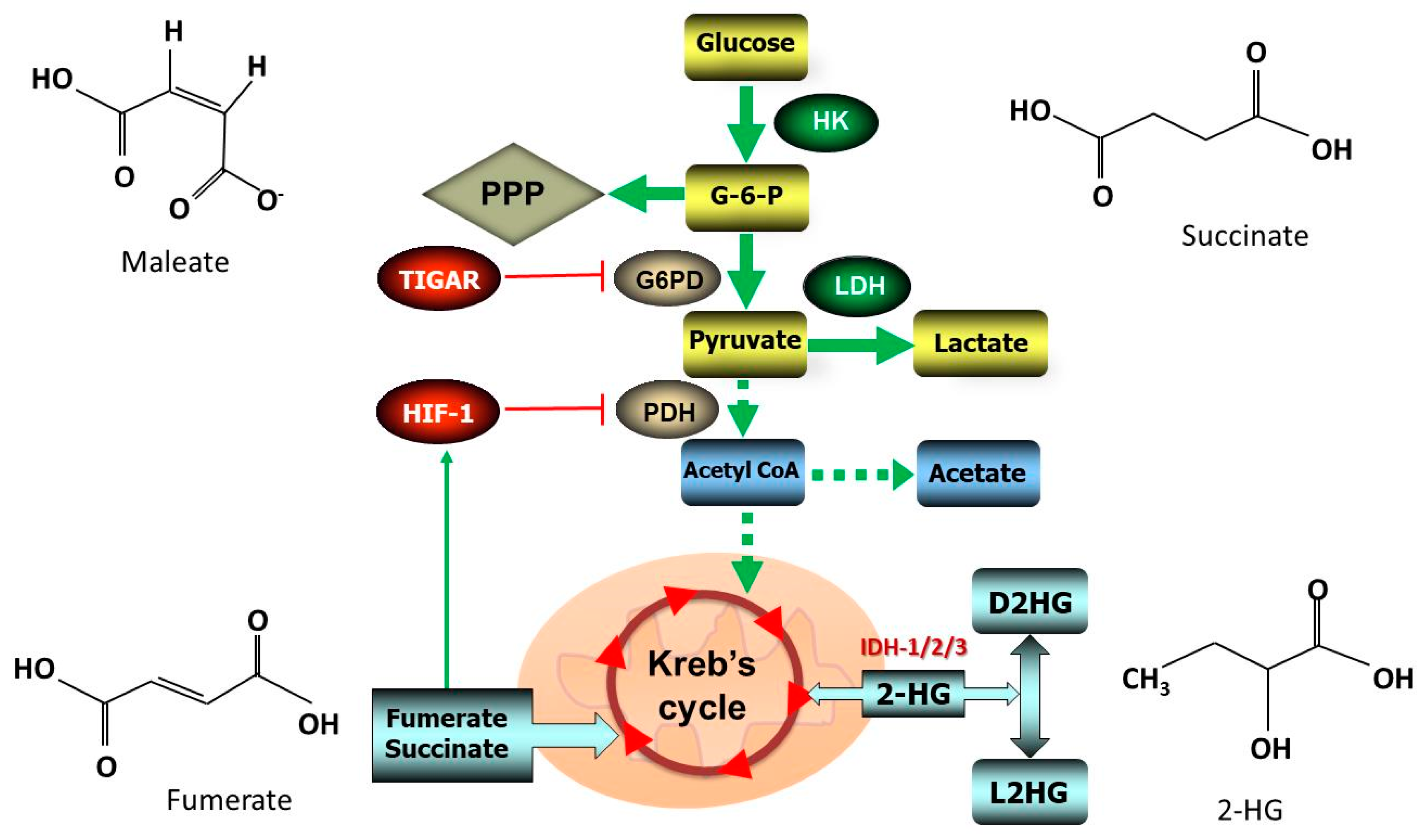 Antioxidants 09 01156 g002 Antioxidants 09 01156 g002