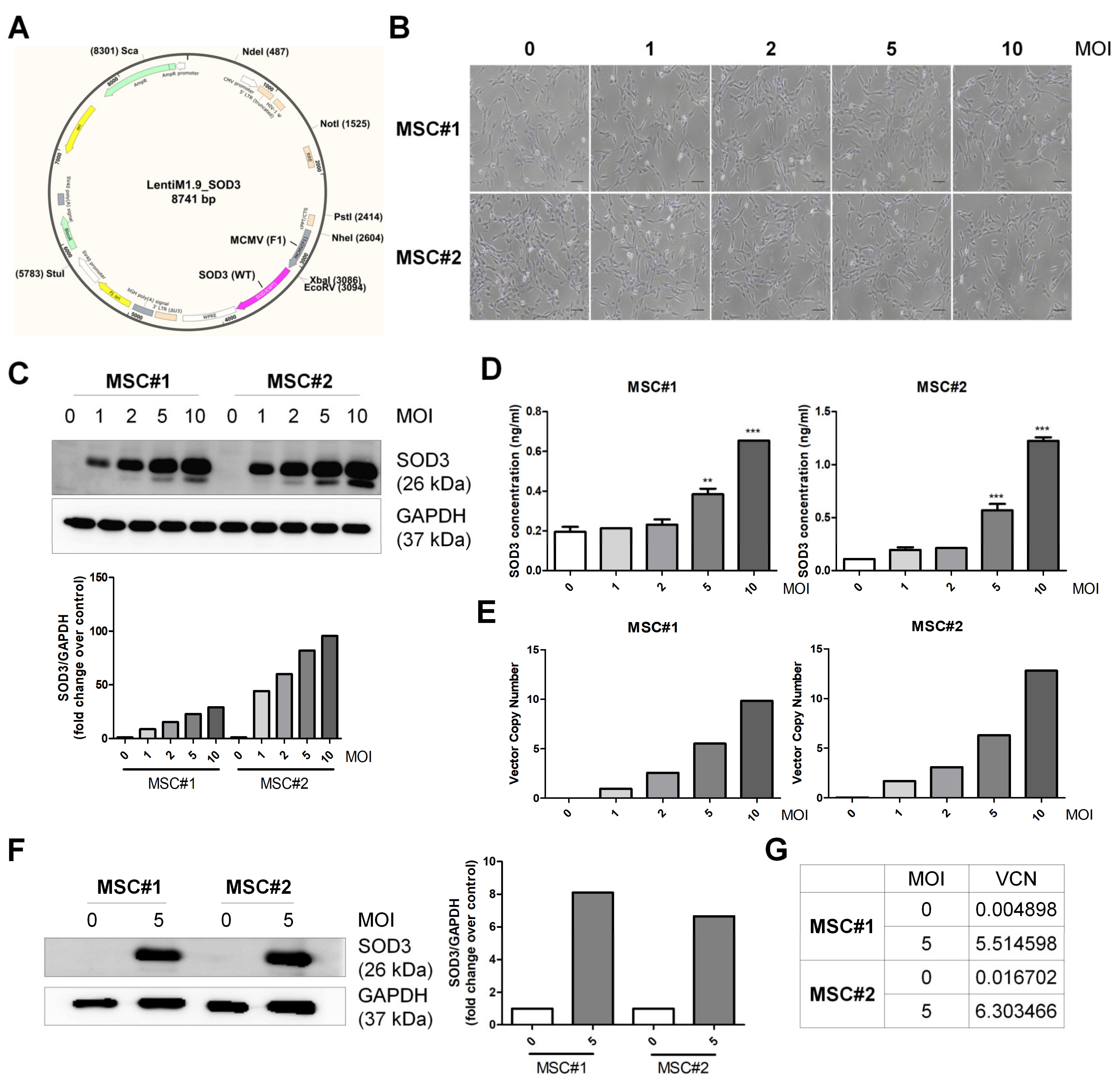 Antioxidants 09 01165 g001 Antioxidants 09 01165 g001