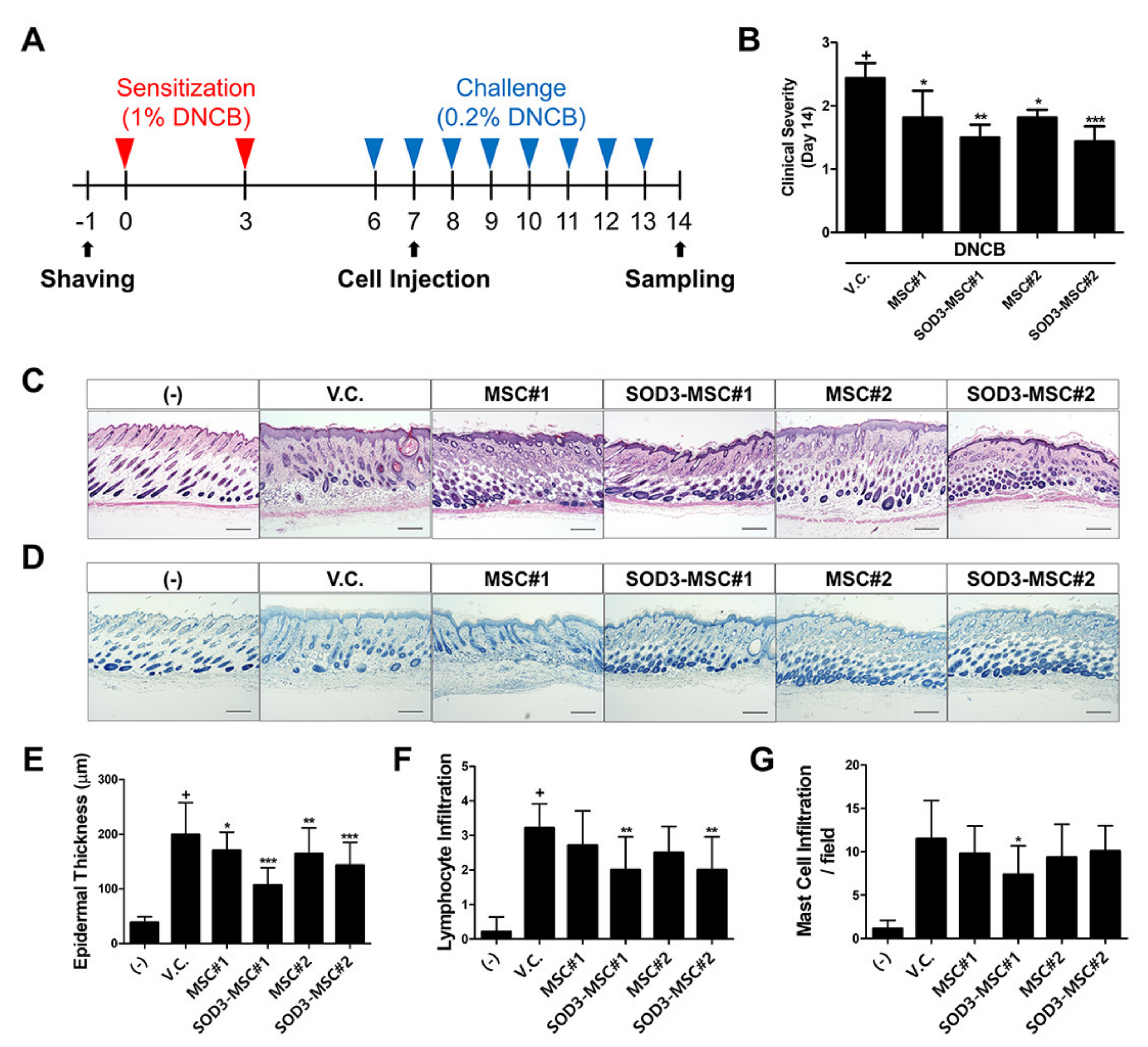 Antioxidants 09 01165 g005 Antioxidants 09 01165 g005