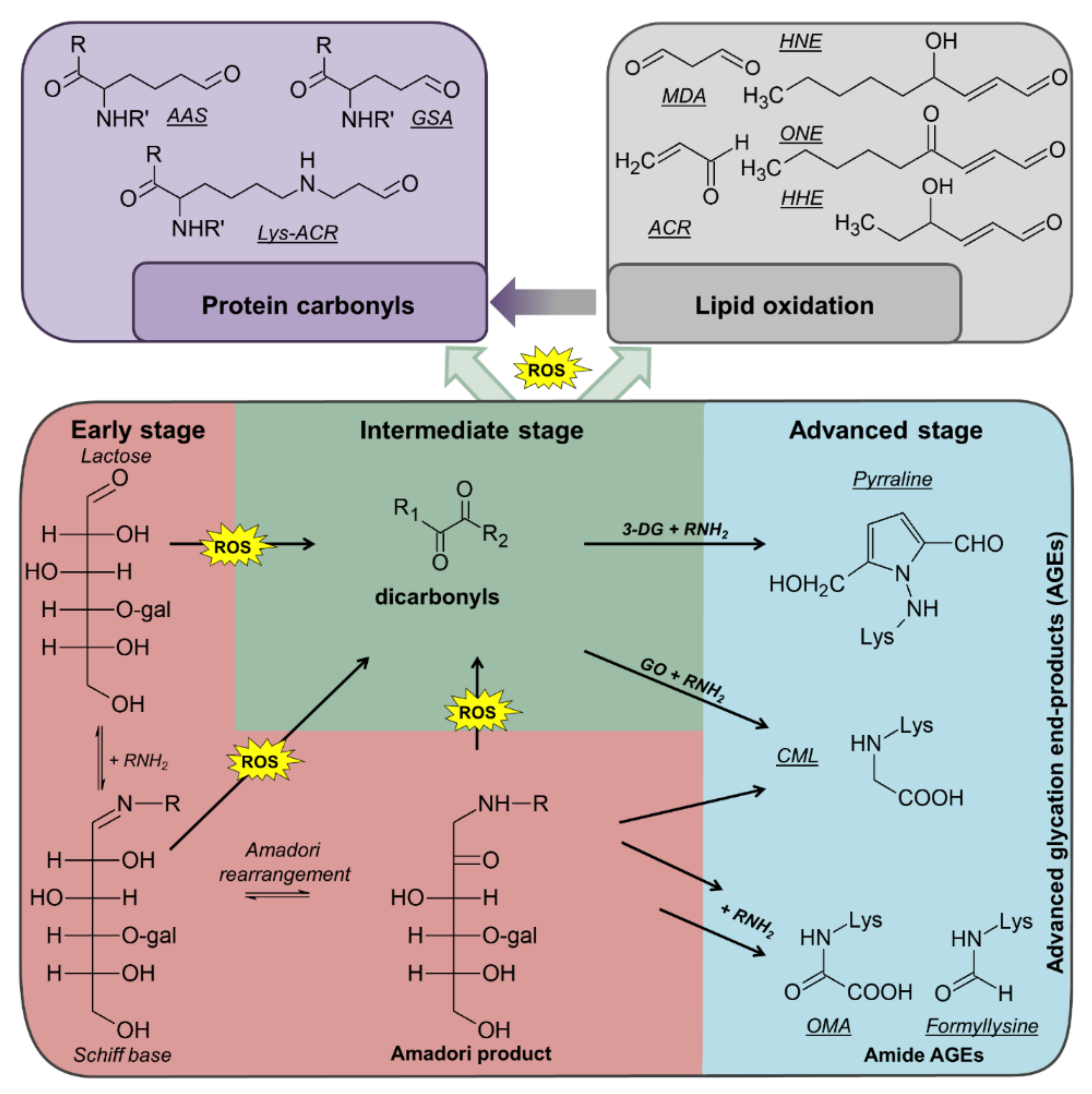 Antioxidants 09 01169 g001