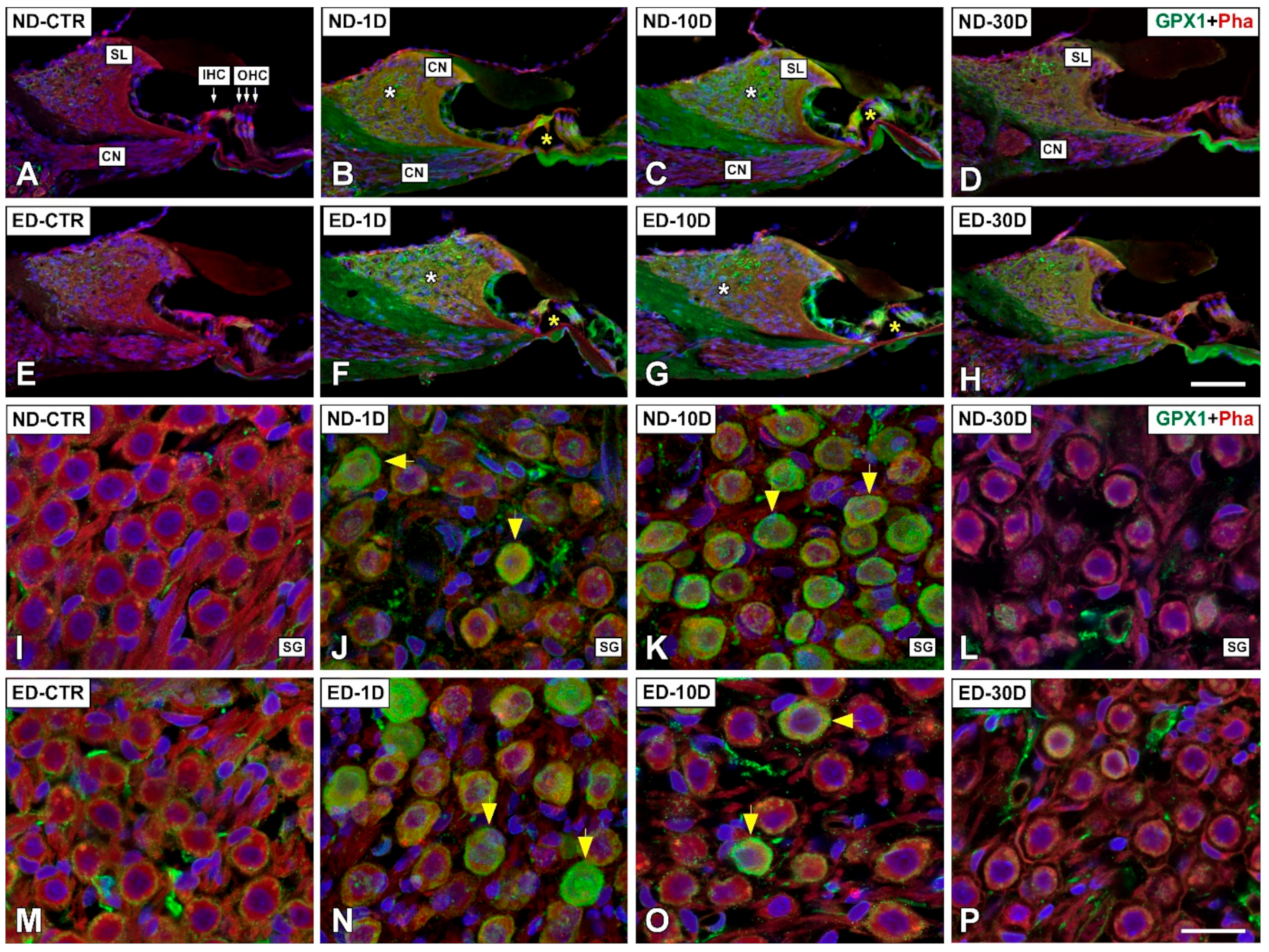 Antioxidants 09 01177 g007 Antioxidants 09 01177 g007