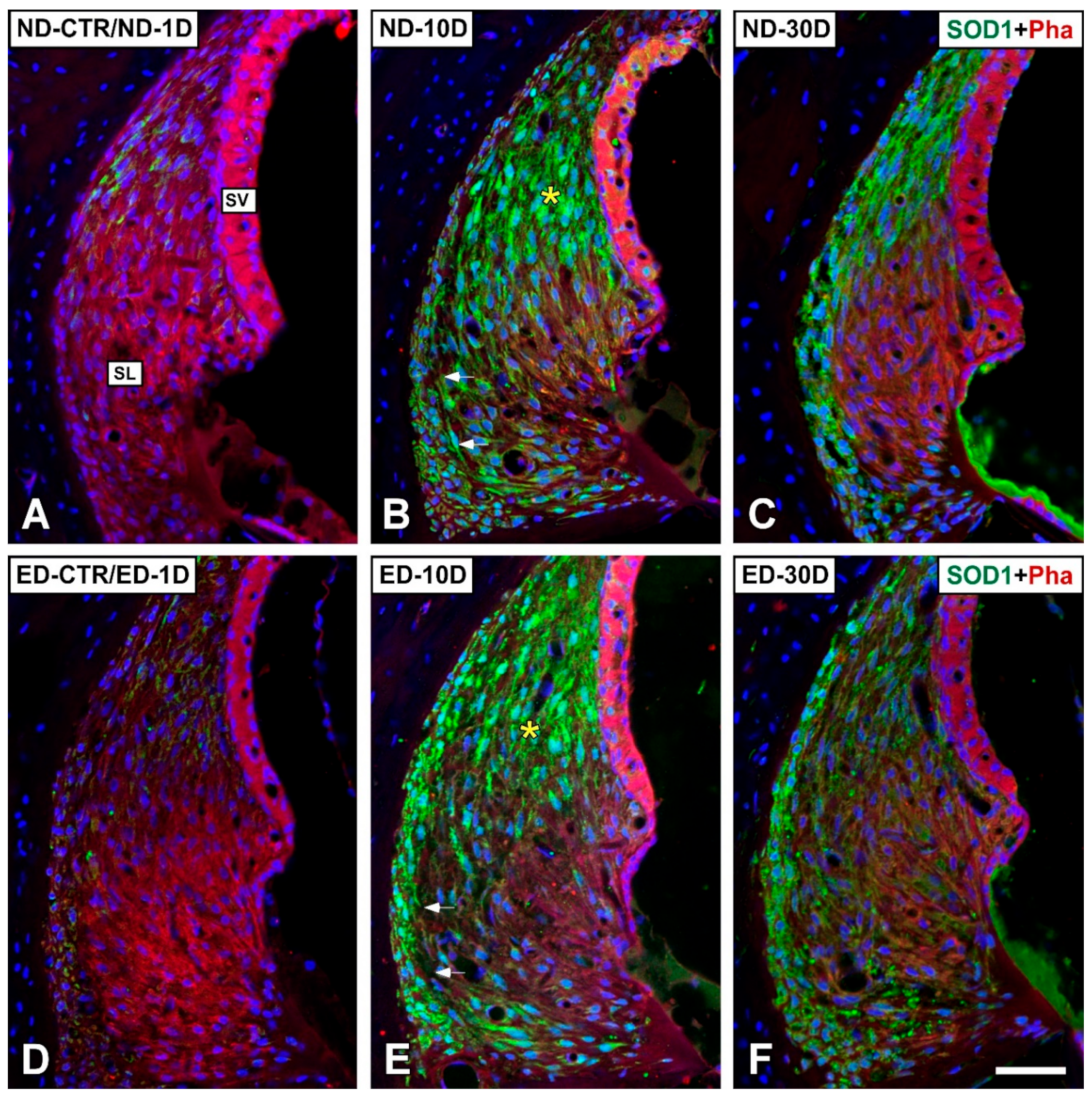 Antioxidants 09 01177 g010 Antioxidants 09 01177 g010