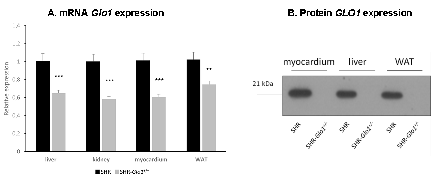 Antioxidants 09 01179 g001