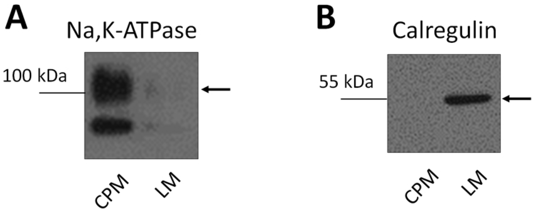 Antioxidants 09 01179 g002