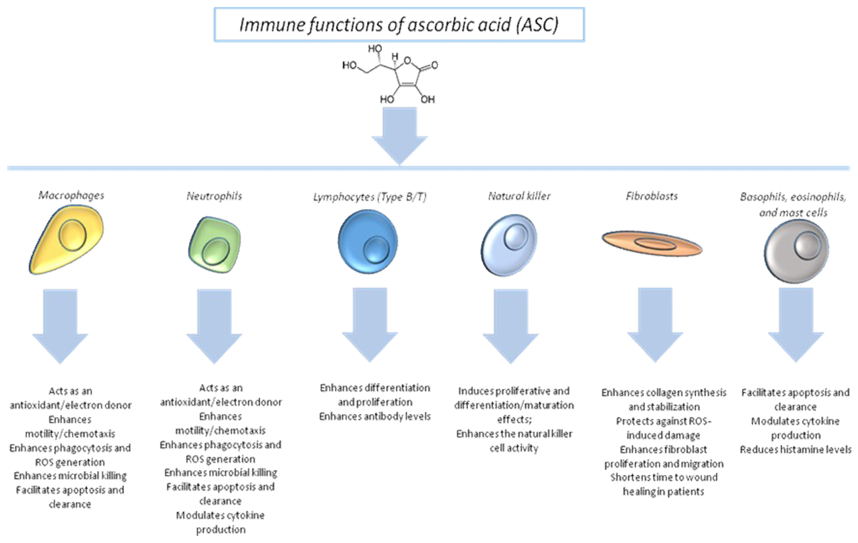 Antioxidants Free FullText Multiple Effects of Ascorbic Acid
