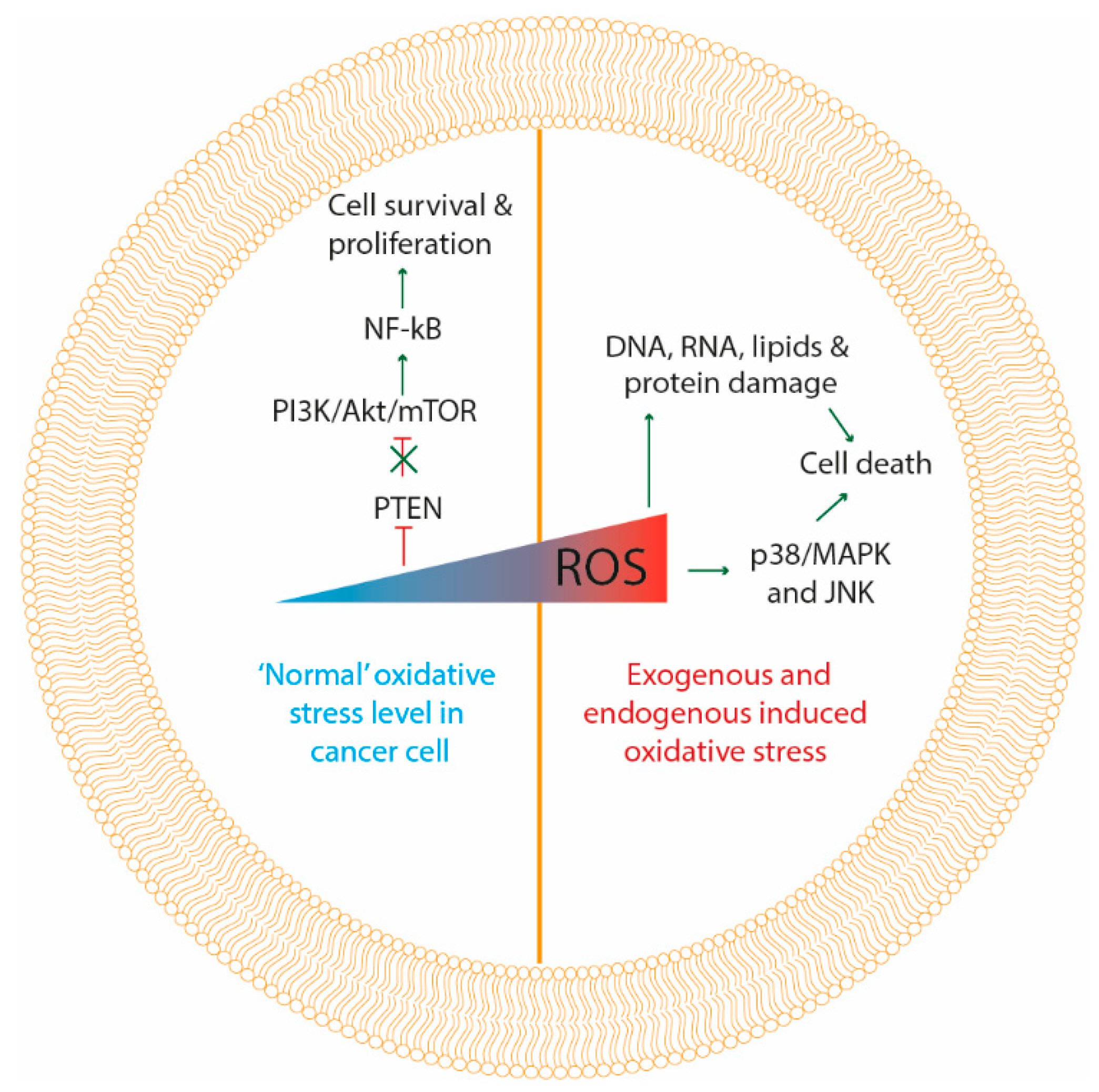 Antioxidants 09 01188 g002 Antioxidants 09 01188 g002