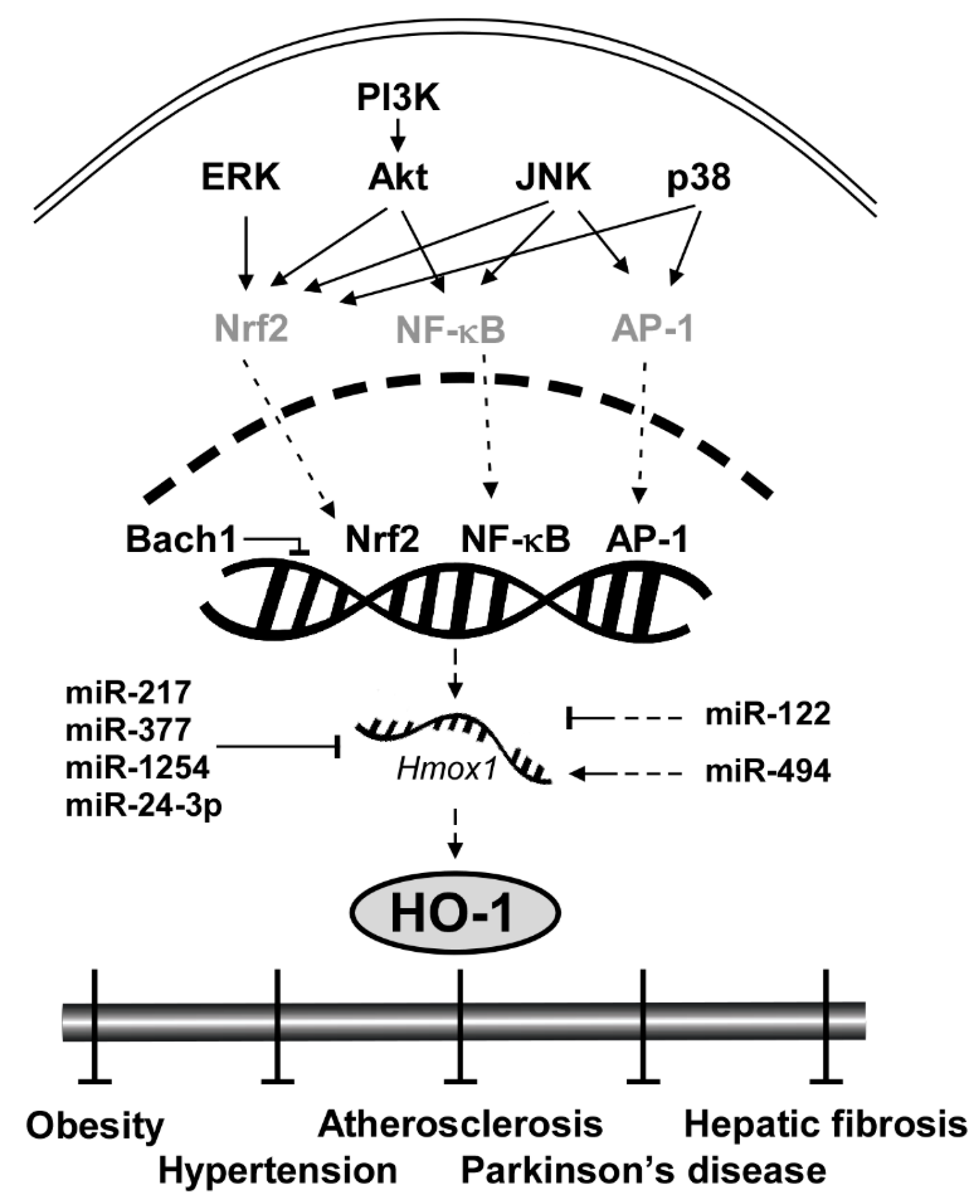 Antioxidants 09 01191 g001 Antioxidants 09 01191 g001