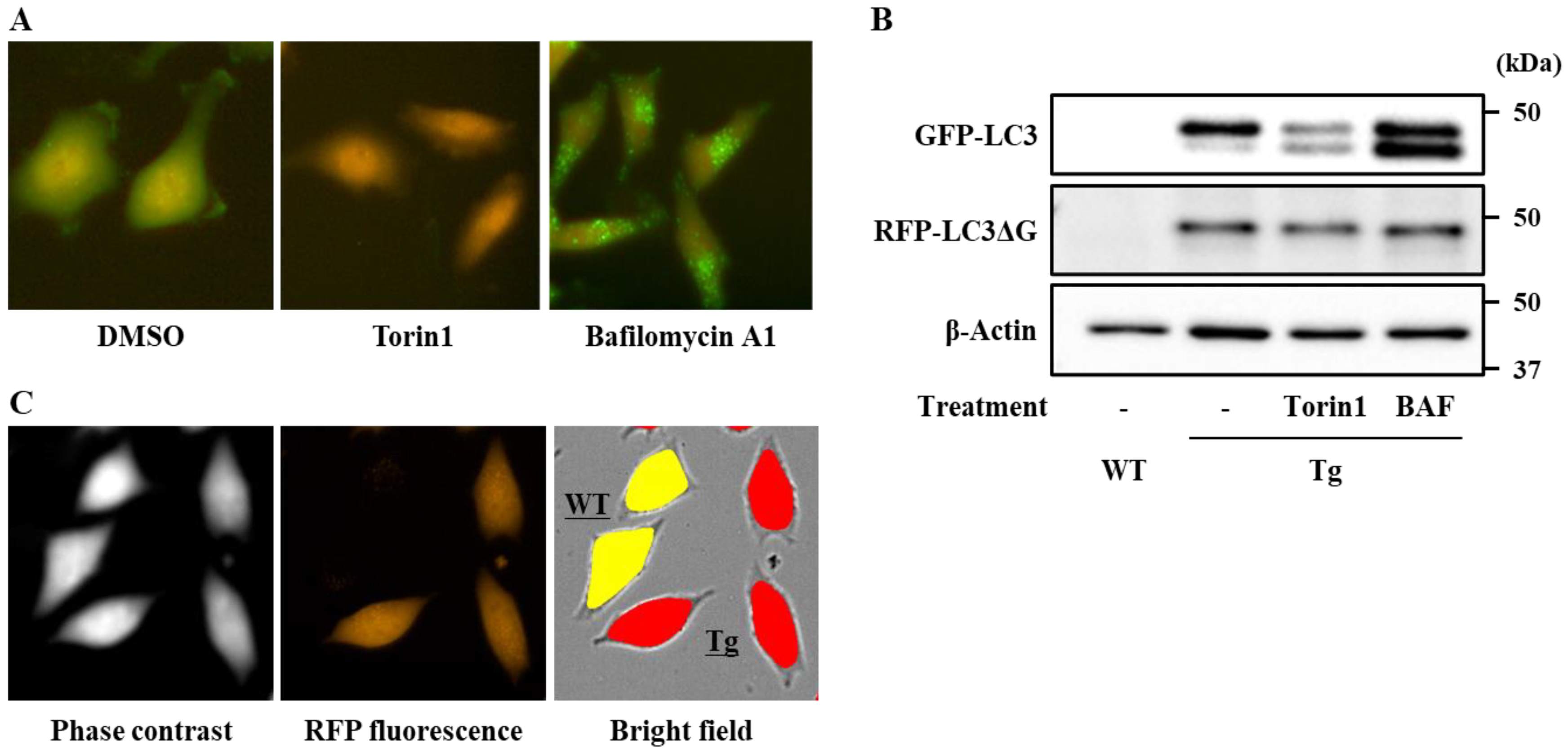 Antioxidants 09 01193 g001 Antioxidants 09 01193 g001