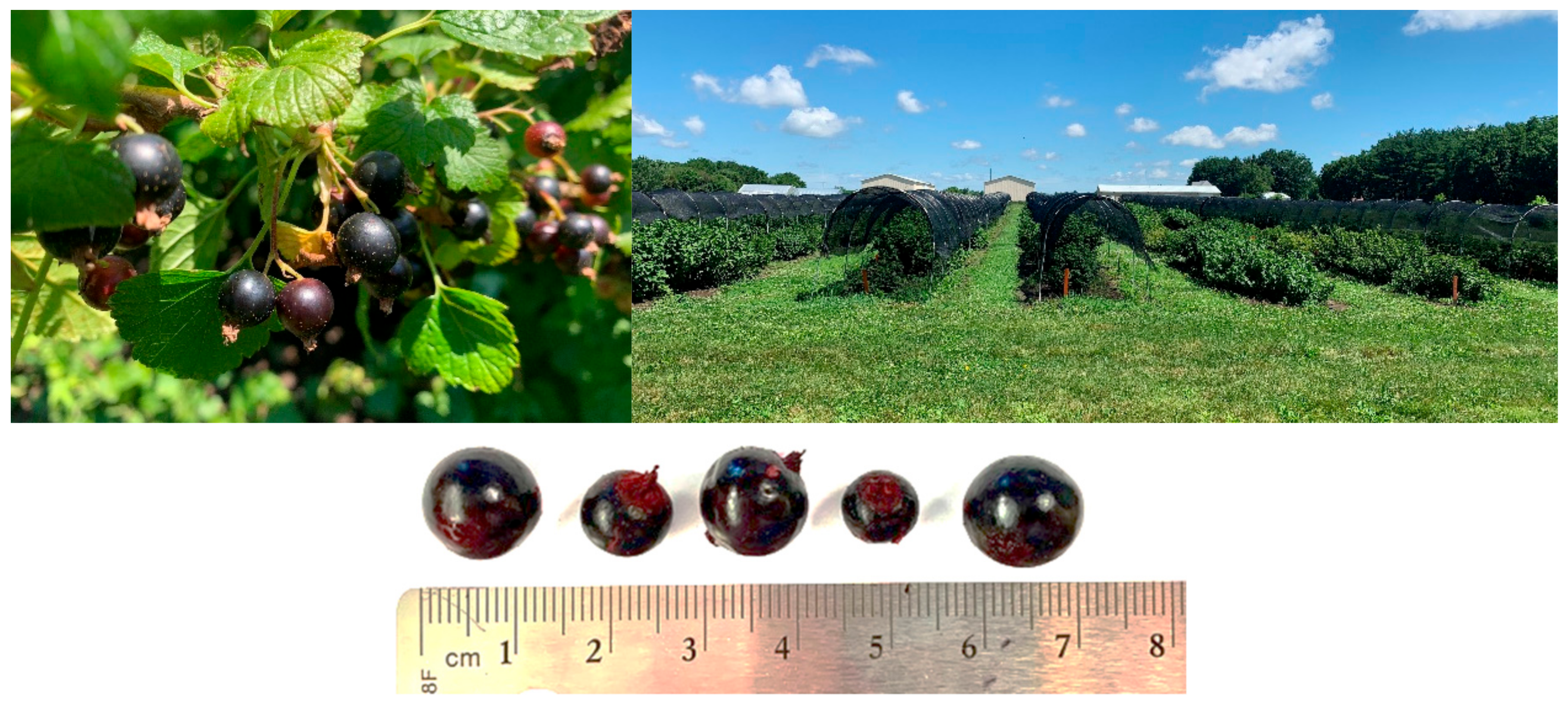 Antioxidants 09 01194 g001 Antioxidants 09 01194 g001