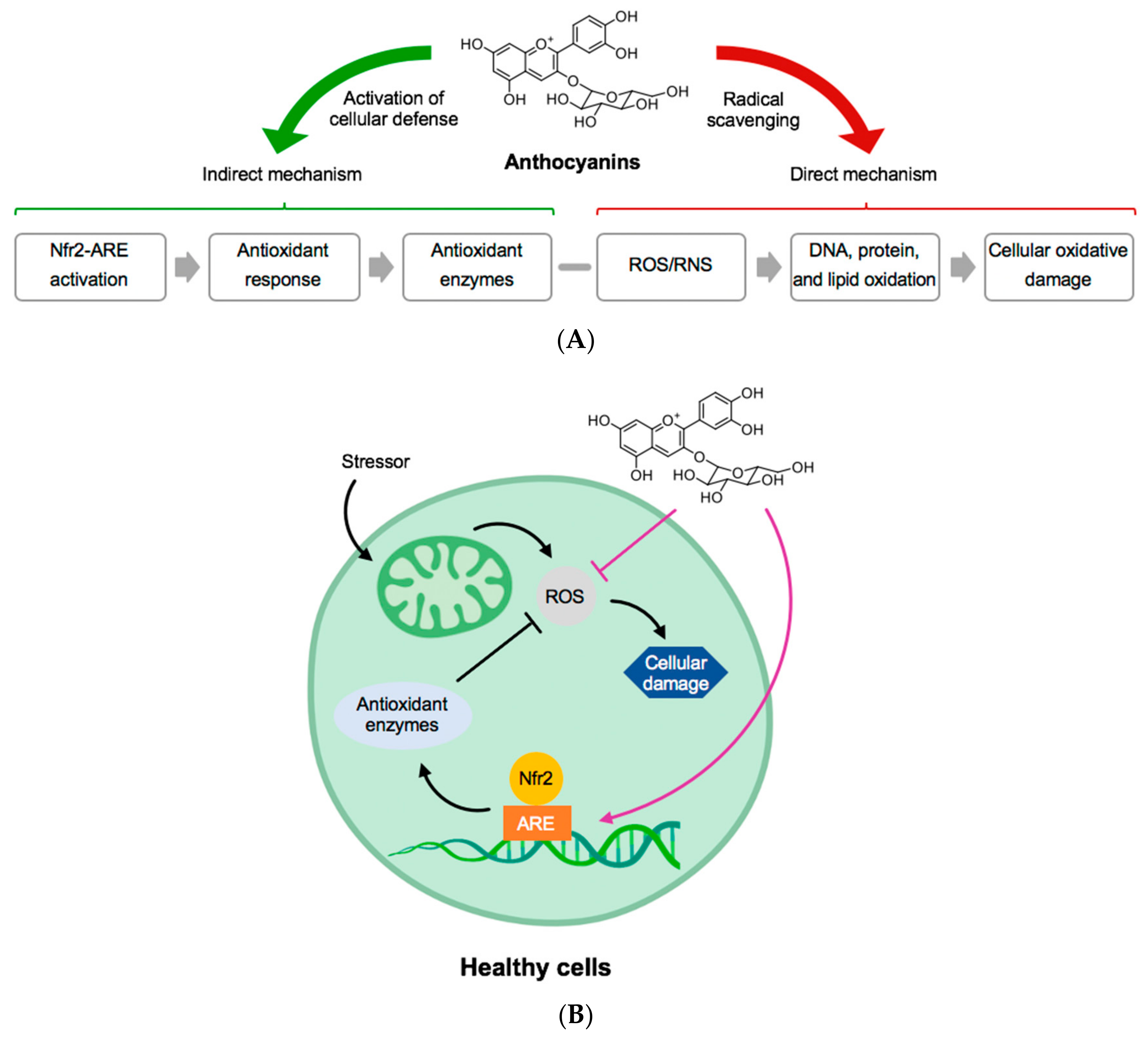 Antioxidants 09 01194 g002 Antioxidants 09 01194 g002