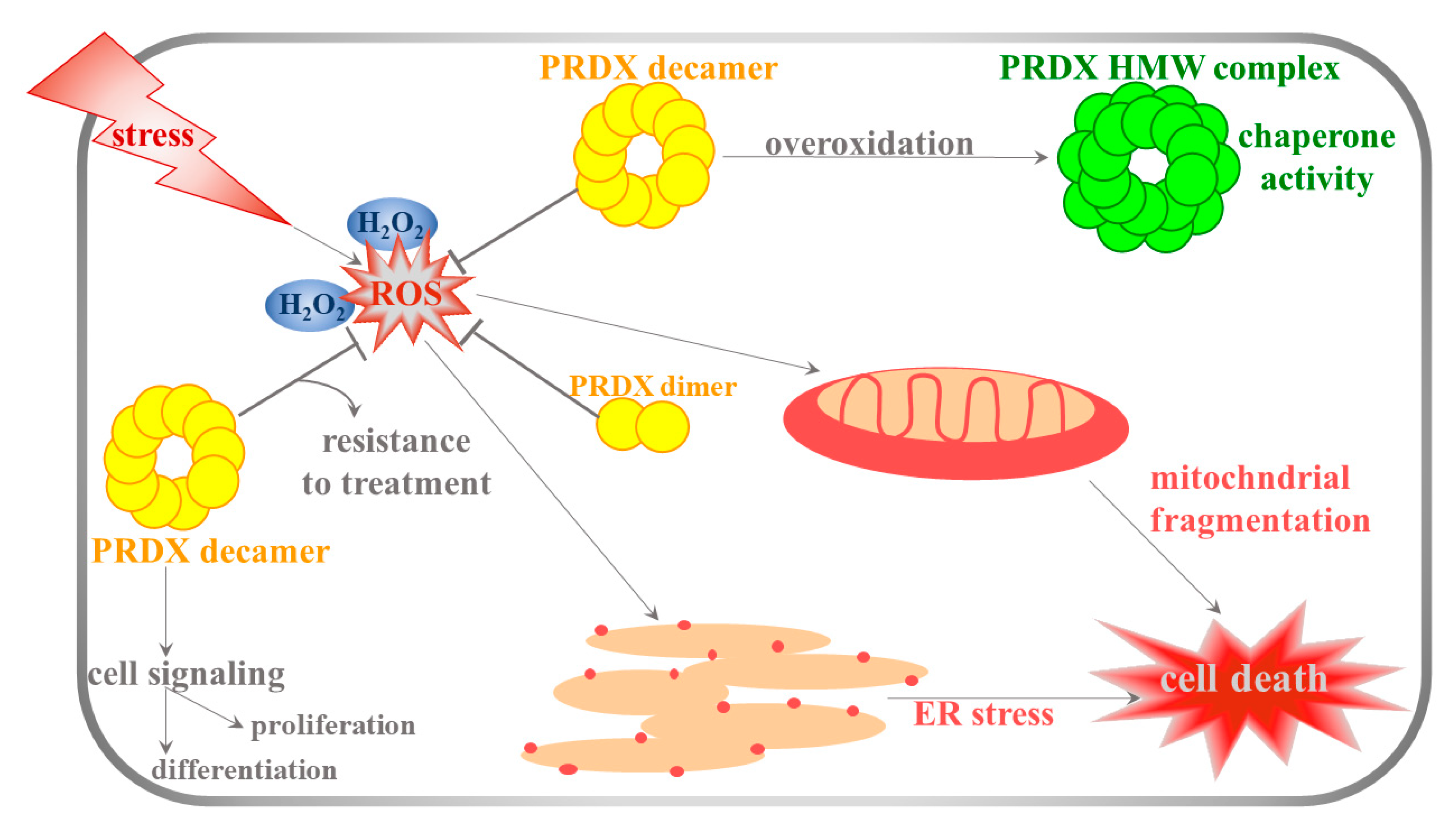 Antioxidants 09 01203 g001 Antioxidants 09 01203 g001