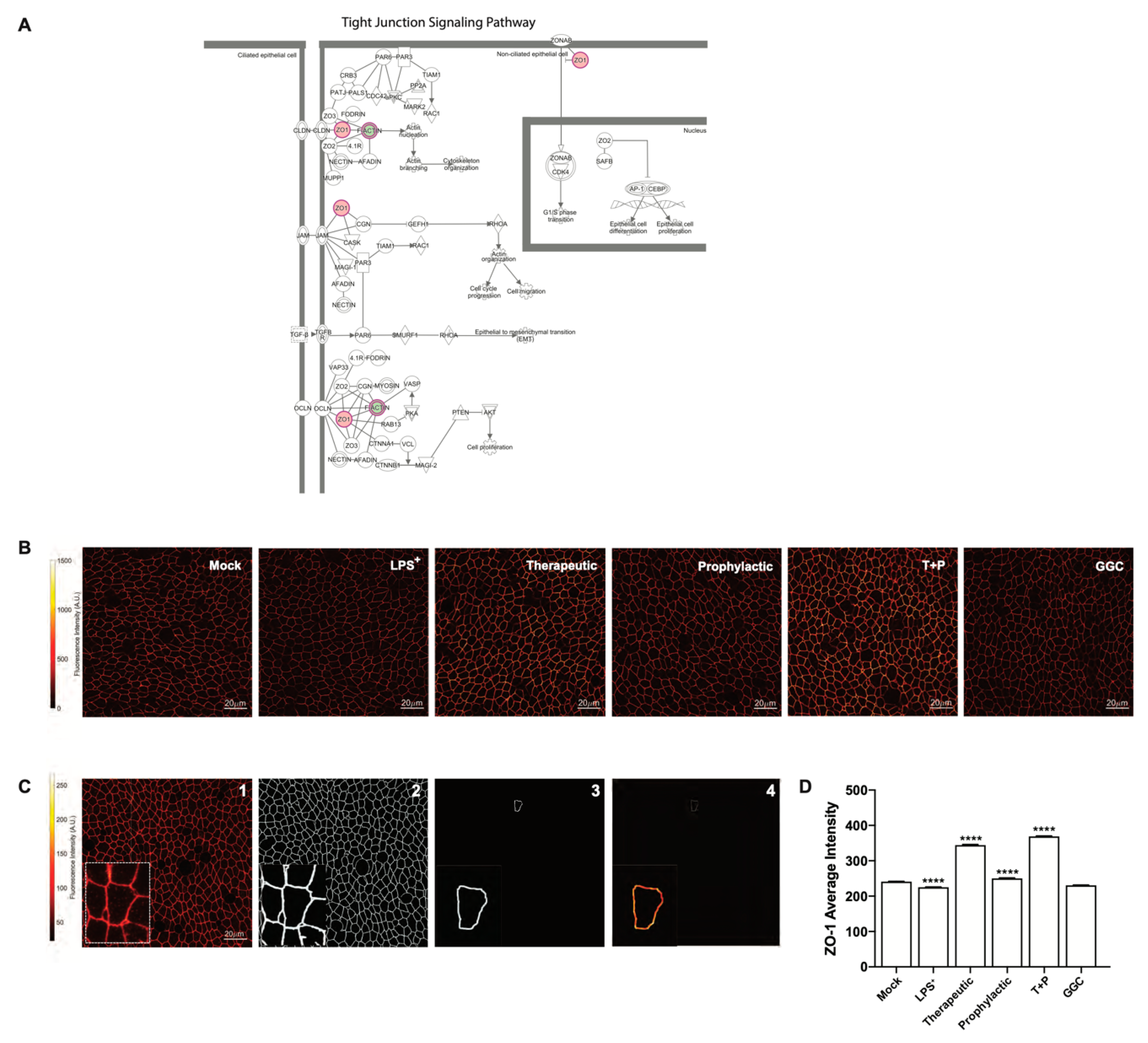 Antioxidants 09 01204 g004