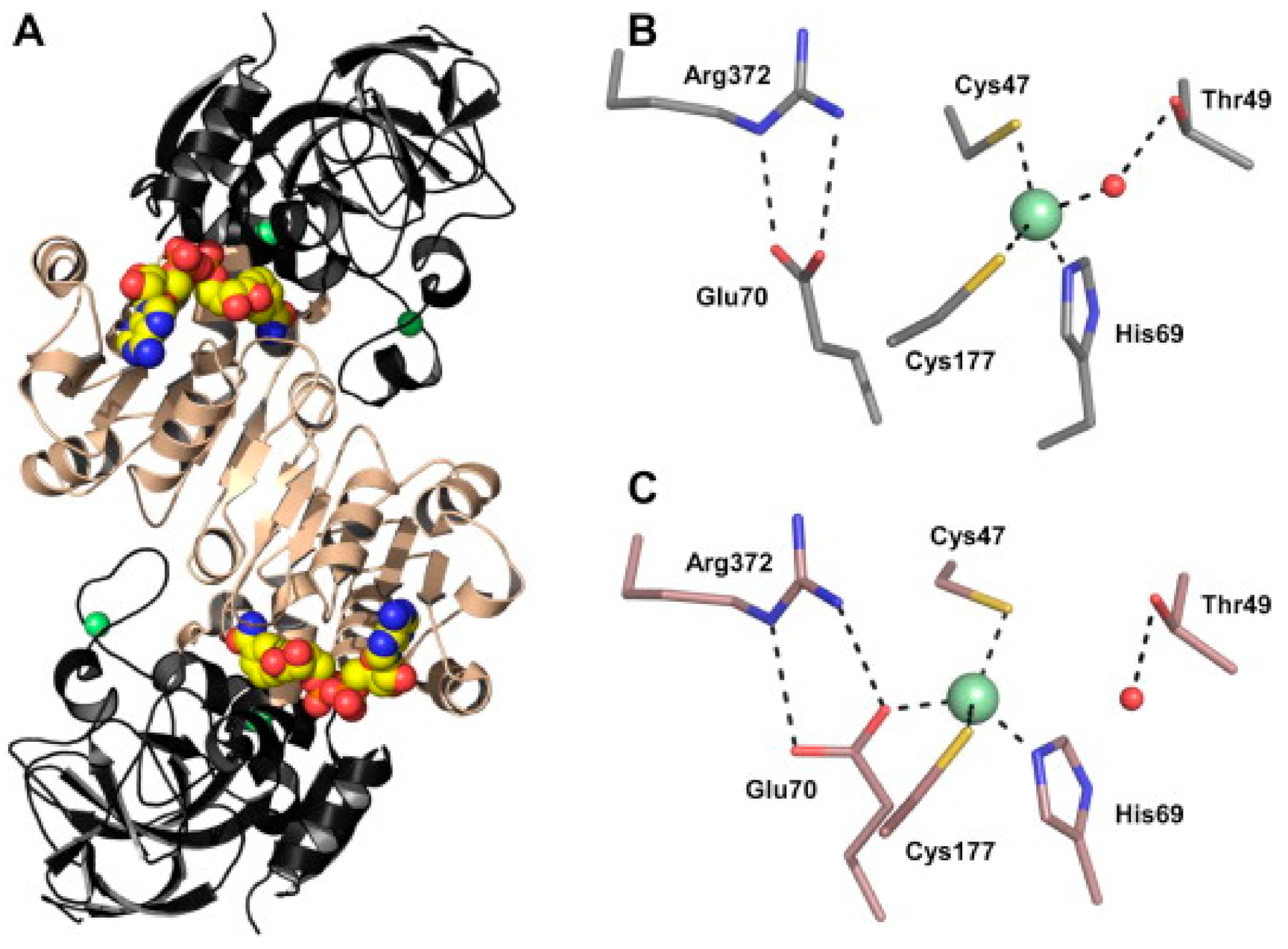 Antioxidants 09 01206 g003 Antioxidants 09 01206 g003