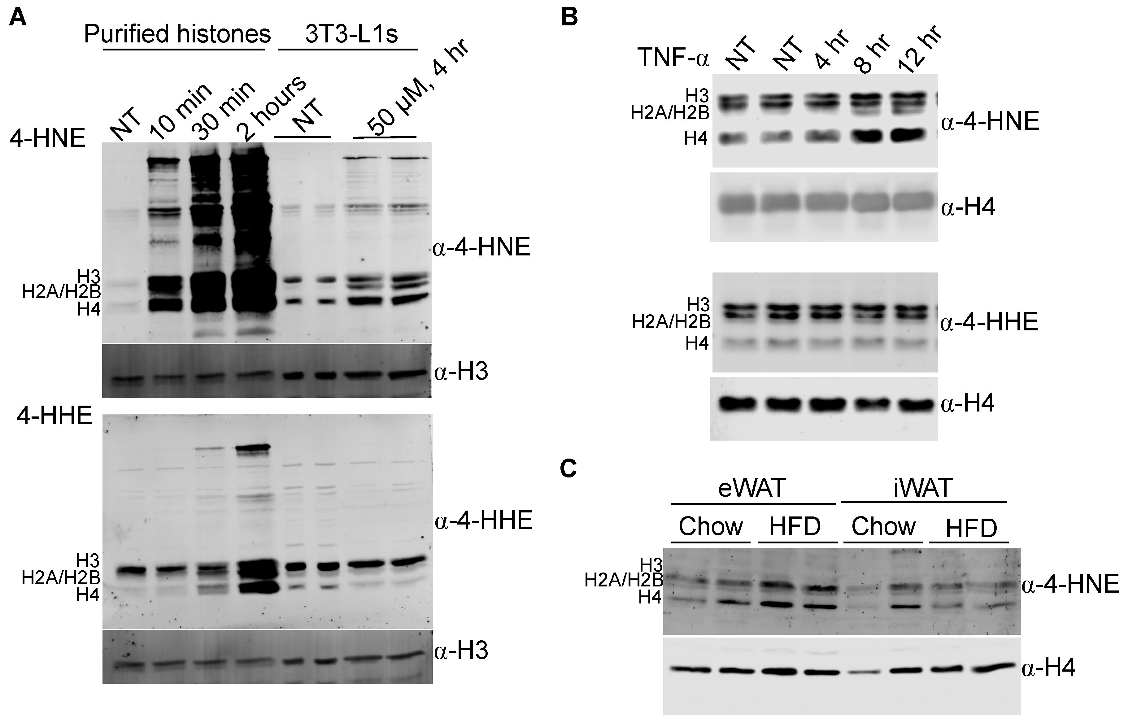 Antioxidants 09 01210 g001 Antioxidants 09 01210 g001