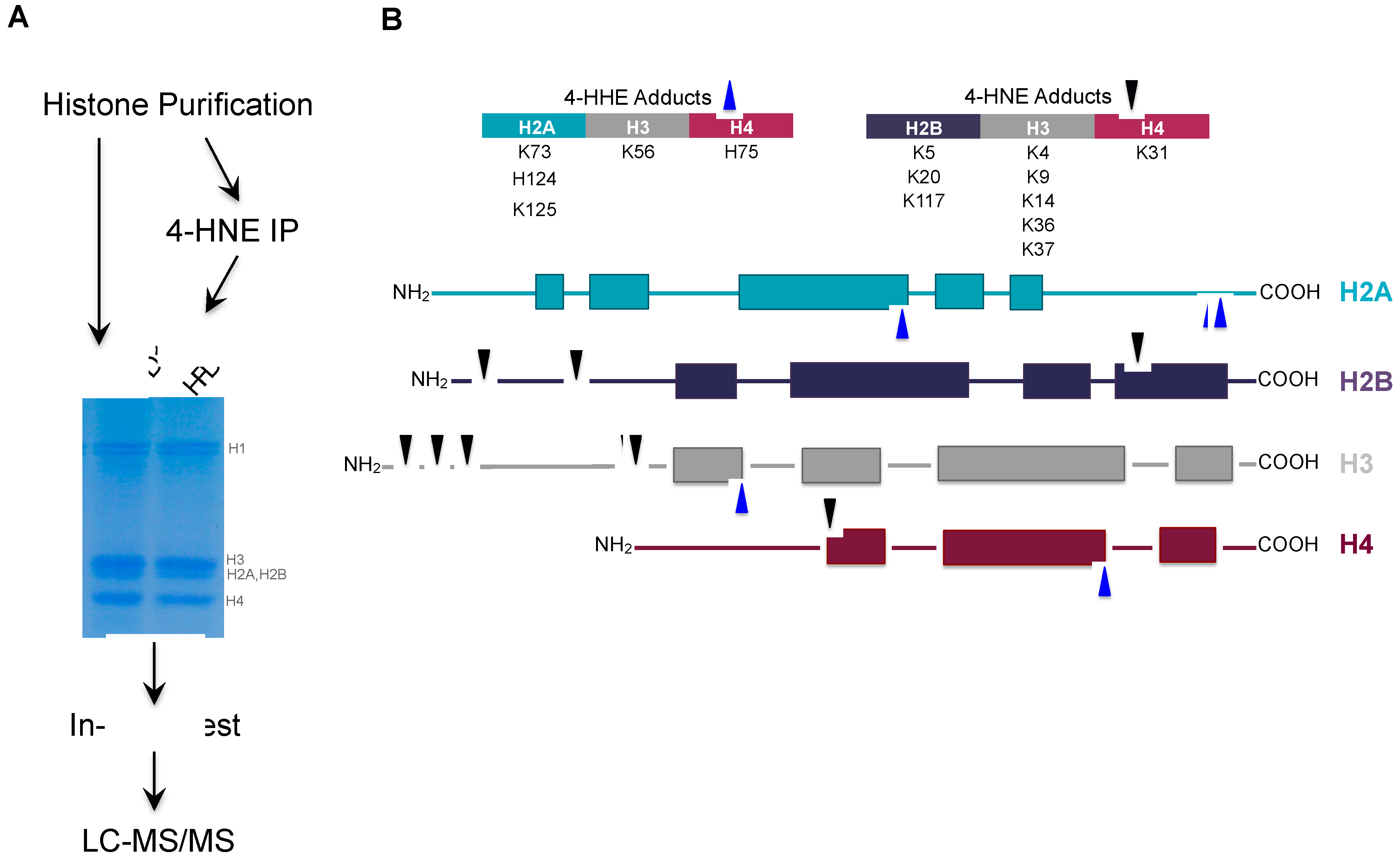 Antioxidants 09 01210 g004 Antioxidants 09 01210 g004