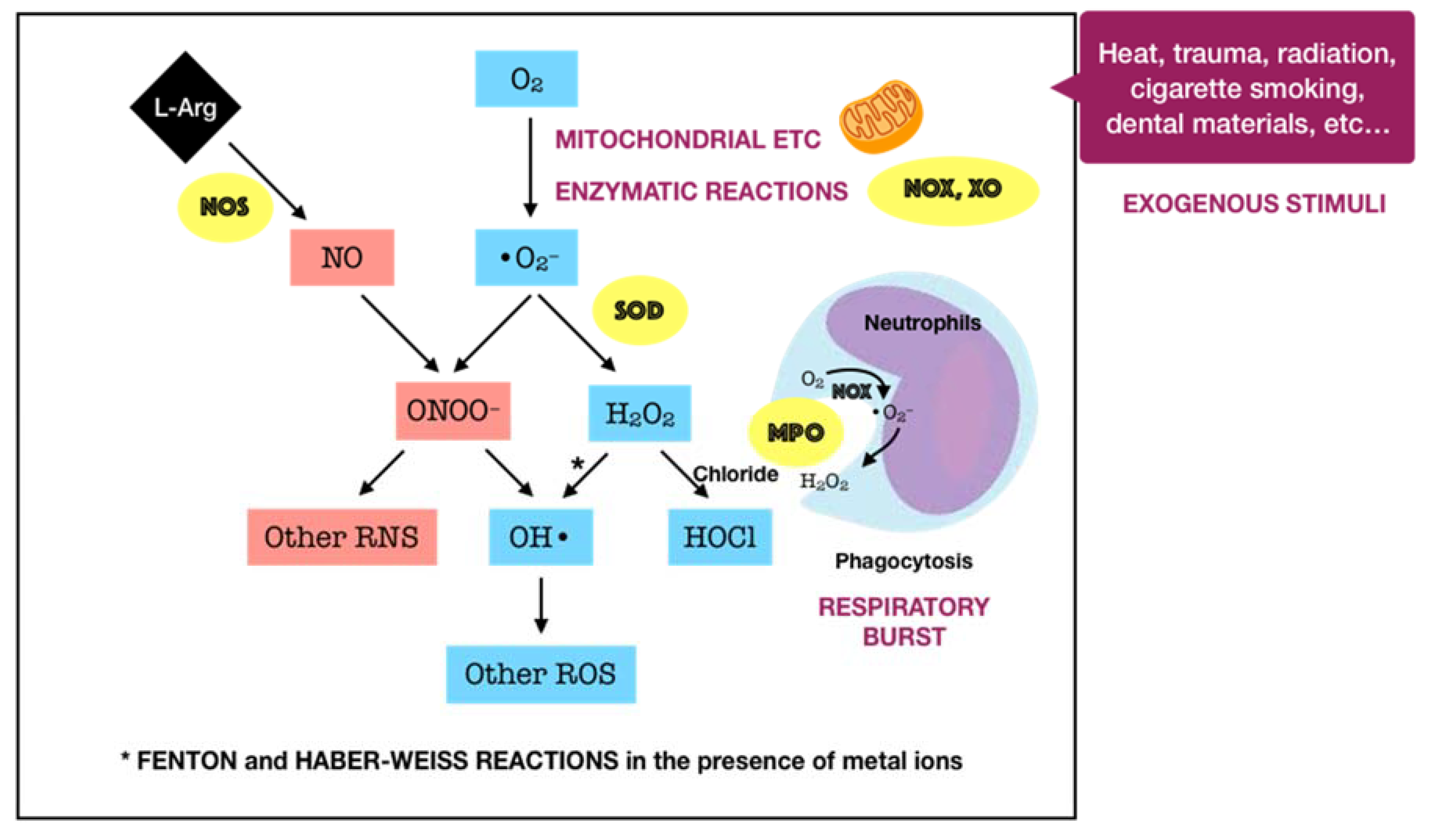 Antioxidants 09 01211 g001 Antioxidants 09 01211 g001