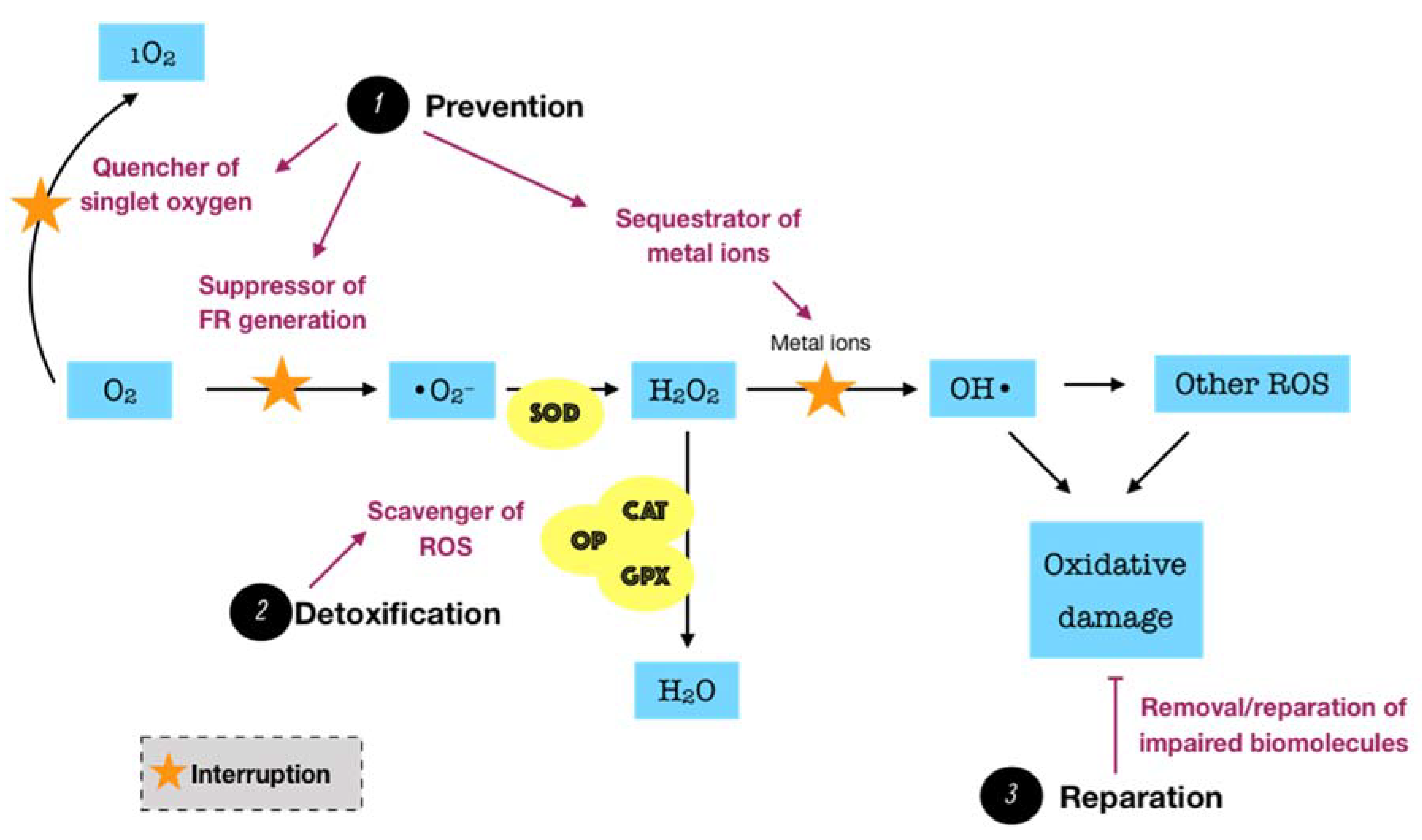 Antioxidants 09 01211 g003 Antioxidants 09 01211 g003