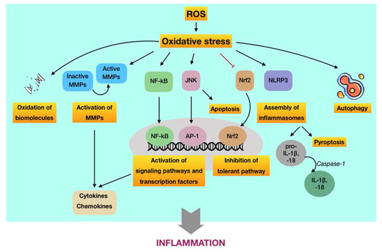 Antioxidants 09 01211 g004 550