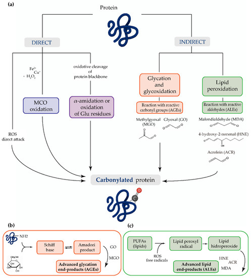 Antioxidants 09 01212 g001 550