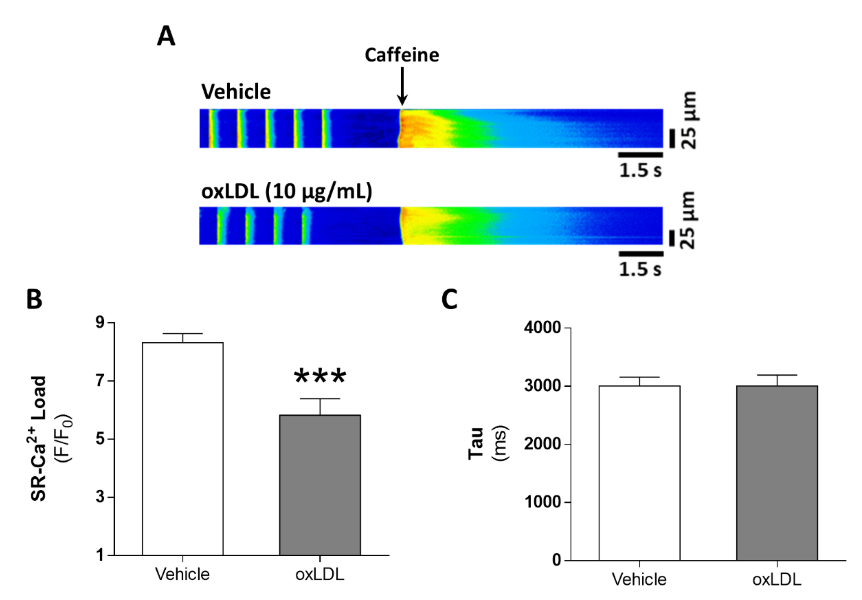 Antioxidants 09 01213 g003 Antioxidants 09 01213 g003