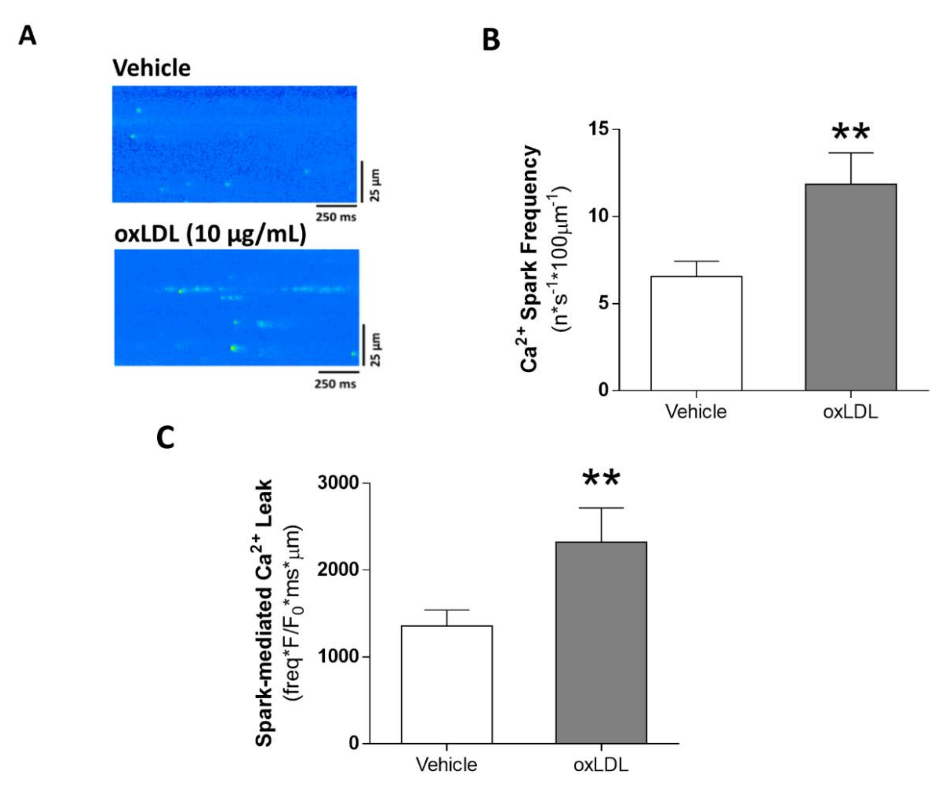 Antioxidants 09 01213 g004 Antioxidants 09 01213 g004