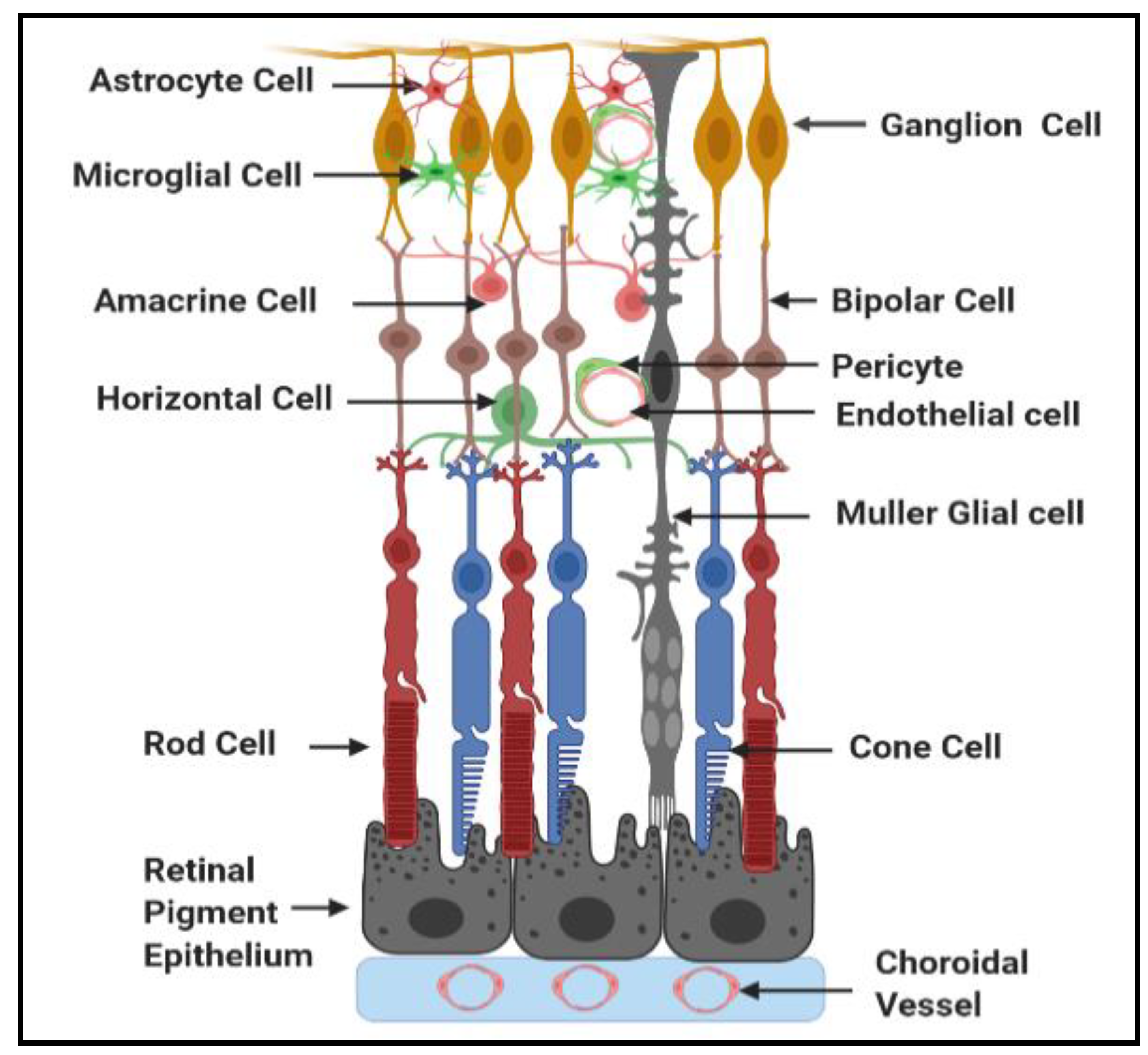 Antioxidants Free Full Text Metabolic Dysregulation And Neurovascular Dysfunction In Diabetic Retinopathy Html
