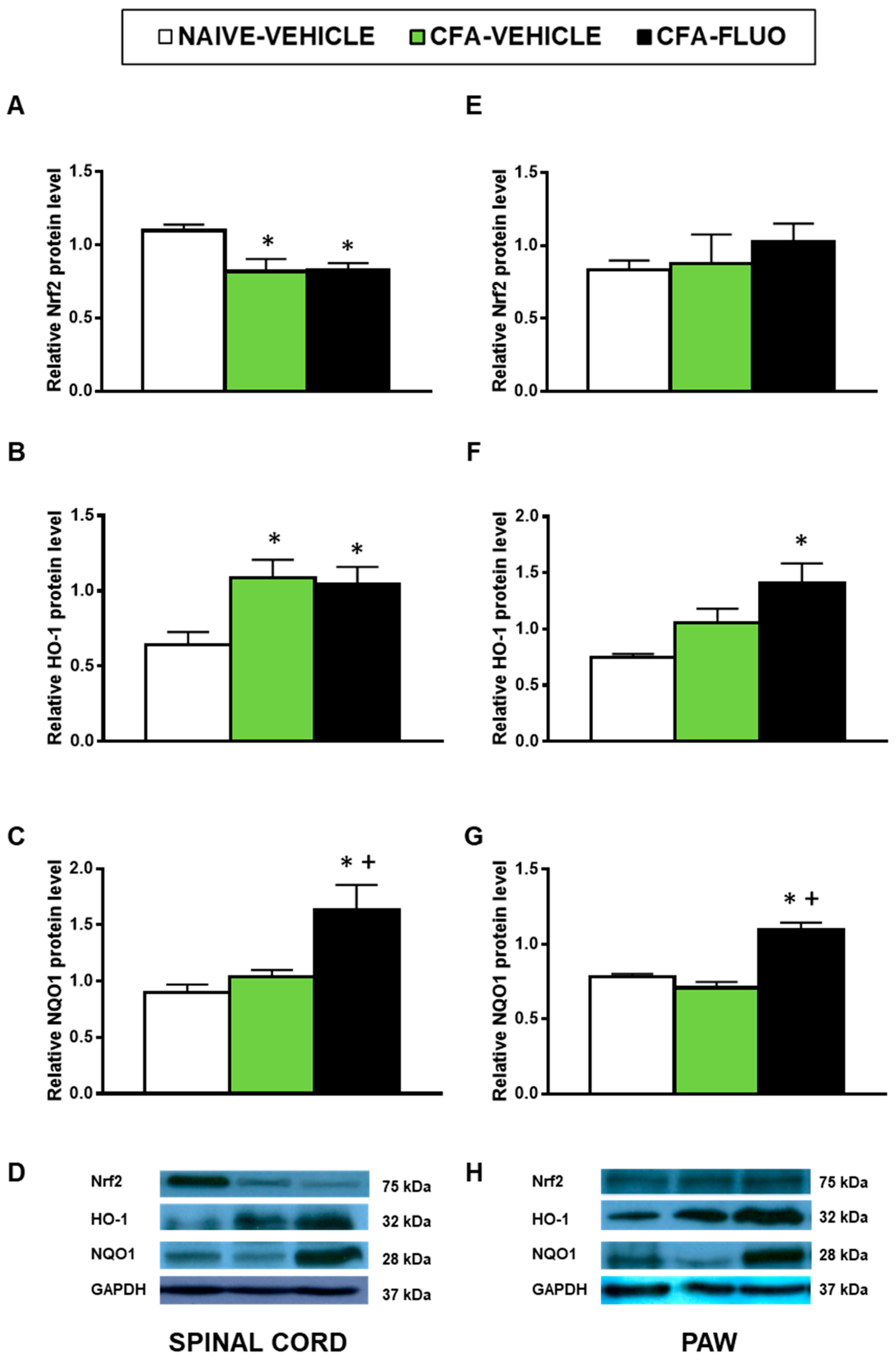 Antioxidants 09 01249 g005 Antioxidants 09 01249 g005