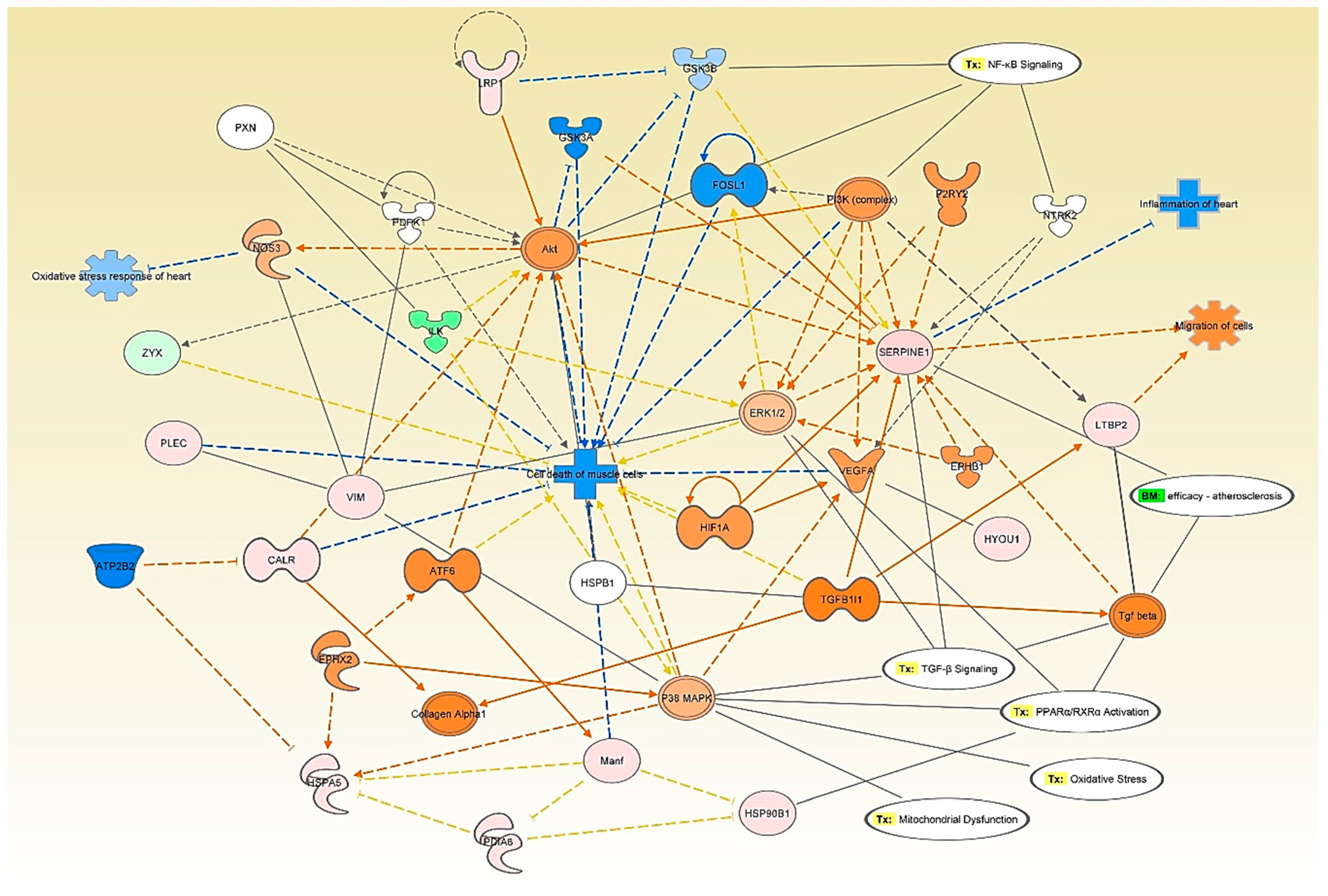 Antioxidants 09 01251 g007 Antioxidants 09 01251 g007