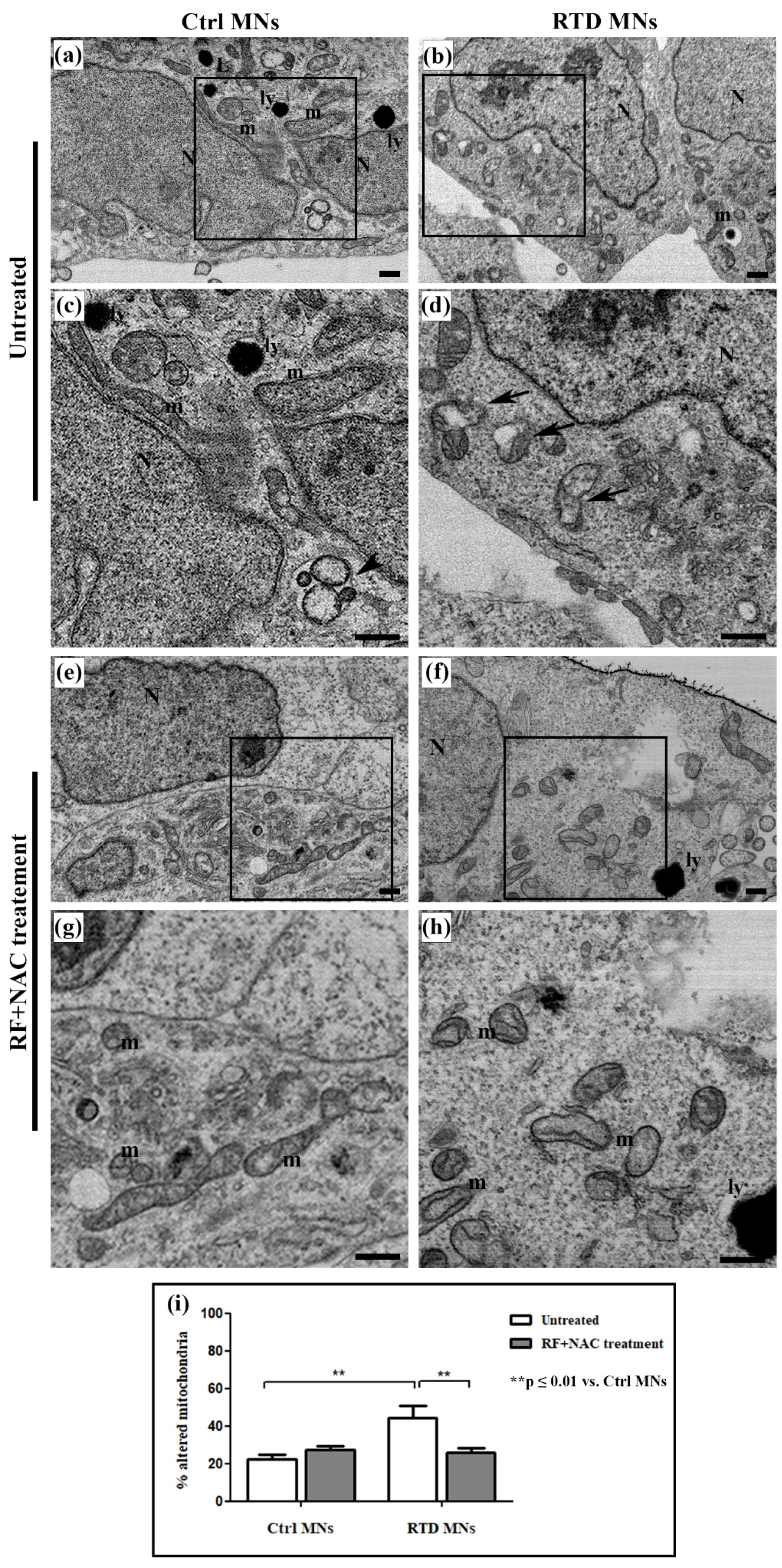 Antioxidants 09 01252 g002 Antioxidants 09 01252 g002