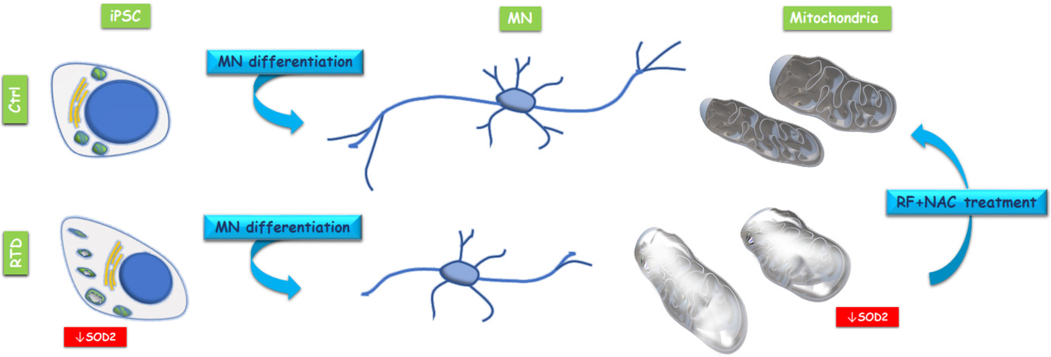 Antioxidants 09 01252 g003 Antioxidants 09 01252 g003
