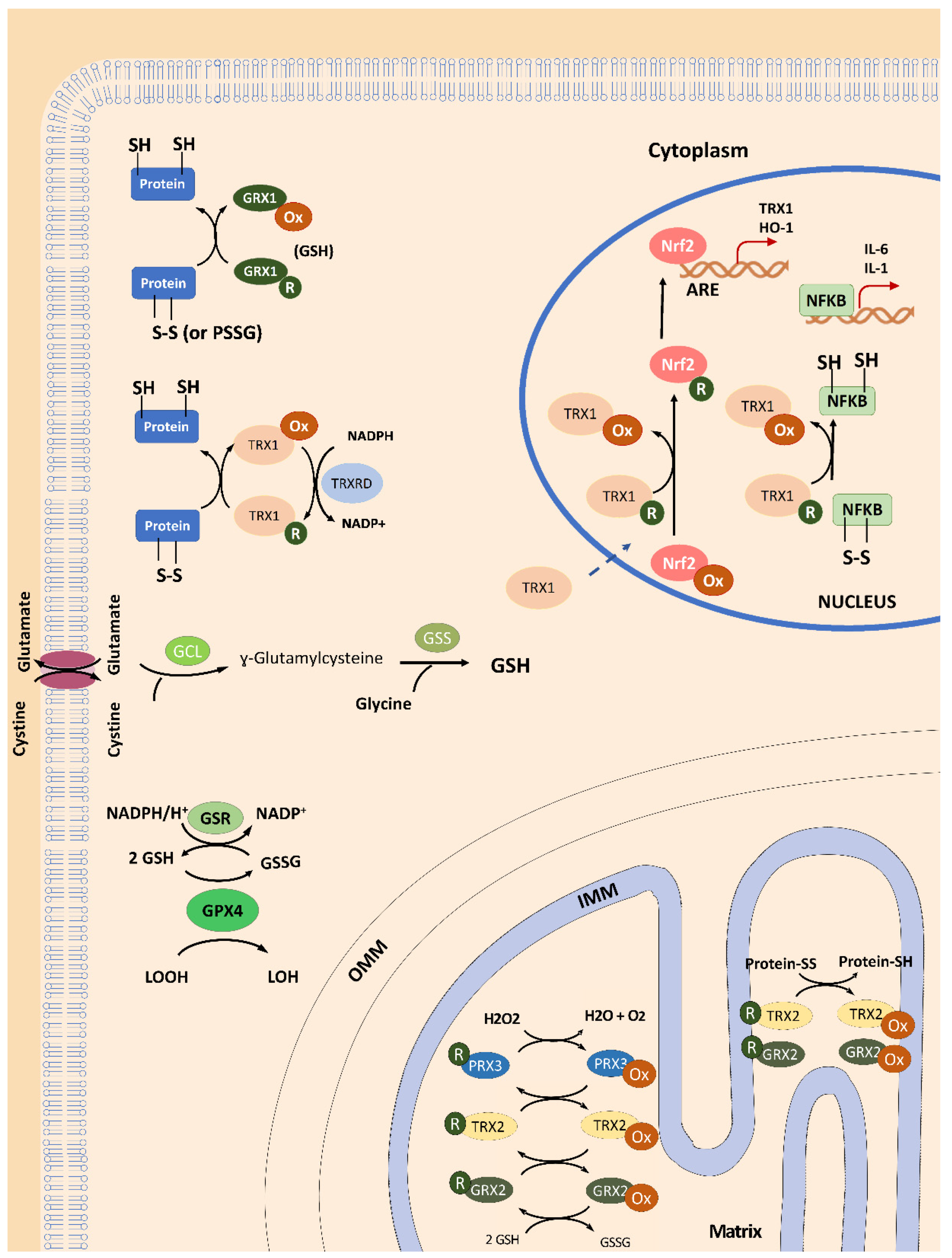 Antioxidants 09 01257 g001 Antioxidants 09 01257 g001