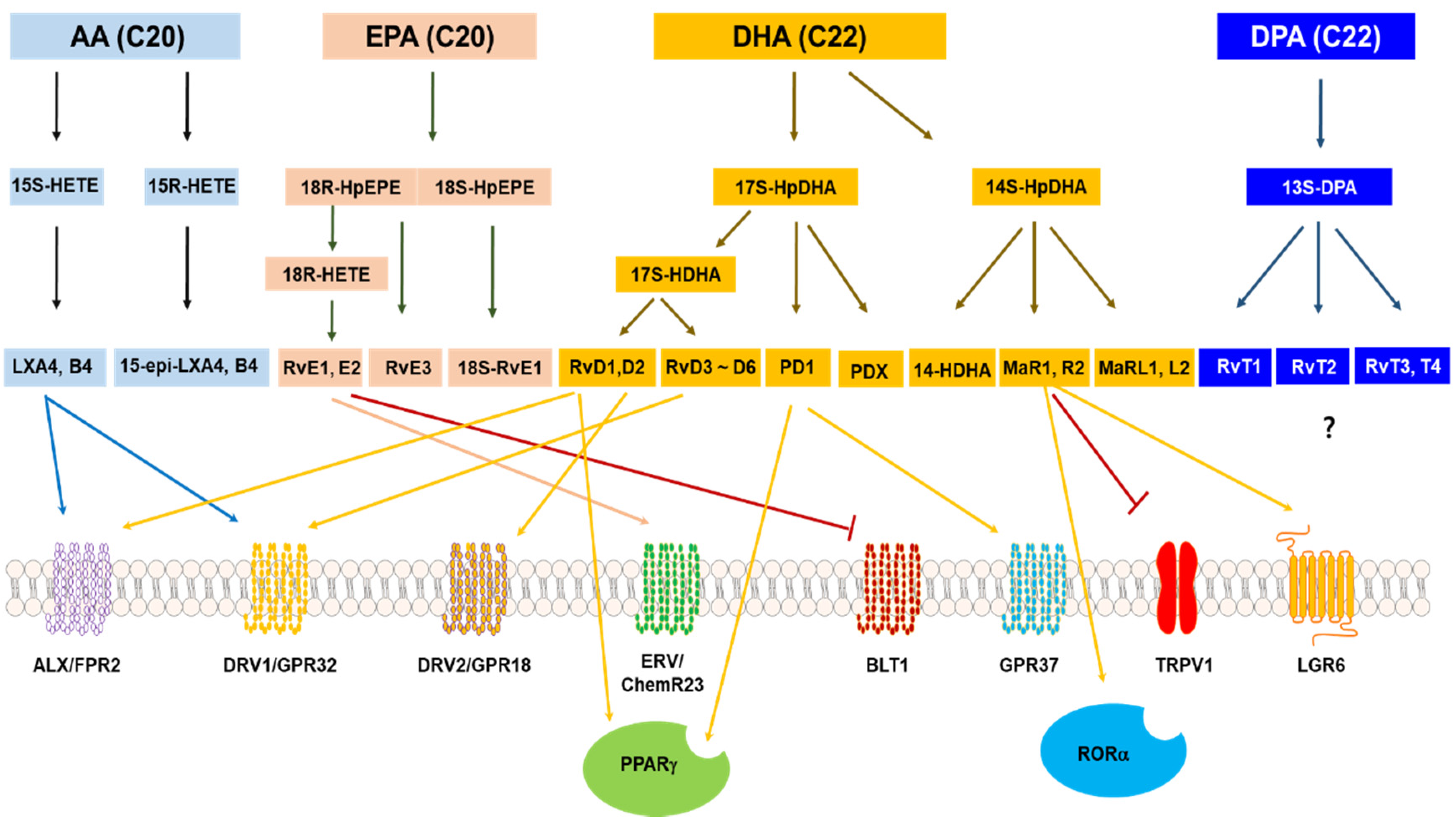 Antioxidants 09 01259 g003