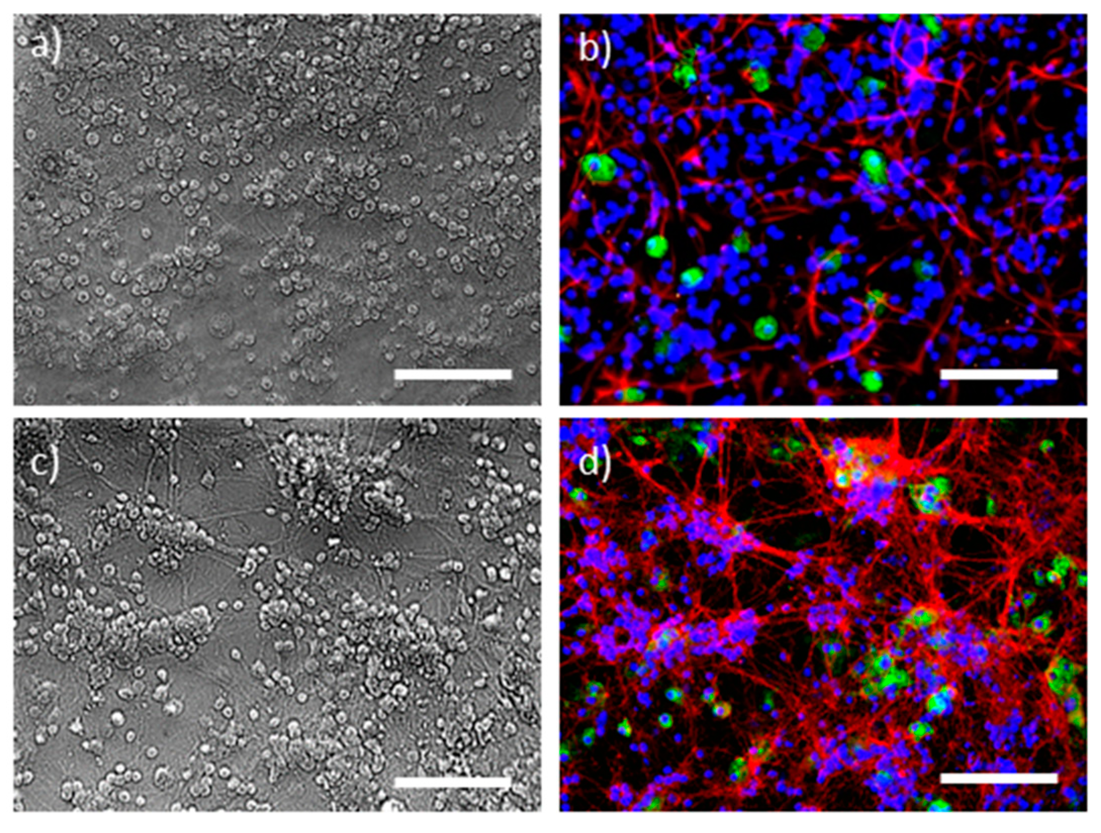 Antioxidants 09 01262 g001