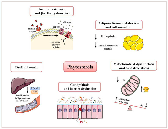 Phytosterols in Human Nutrition  Encyclopedia MDPI