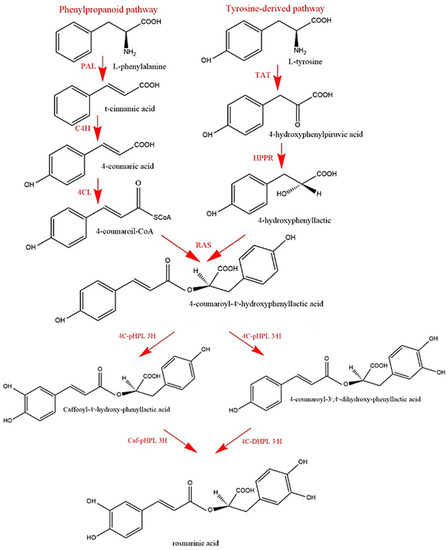 Antioxidants Free FullText Powerful Plant Antioxidants A New