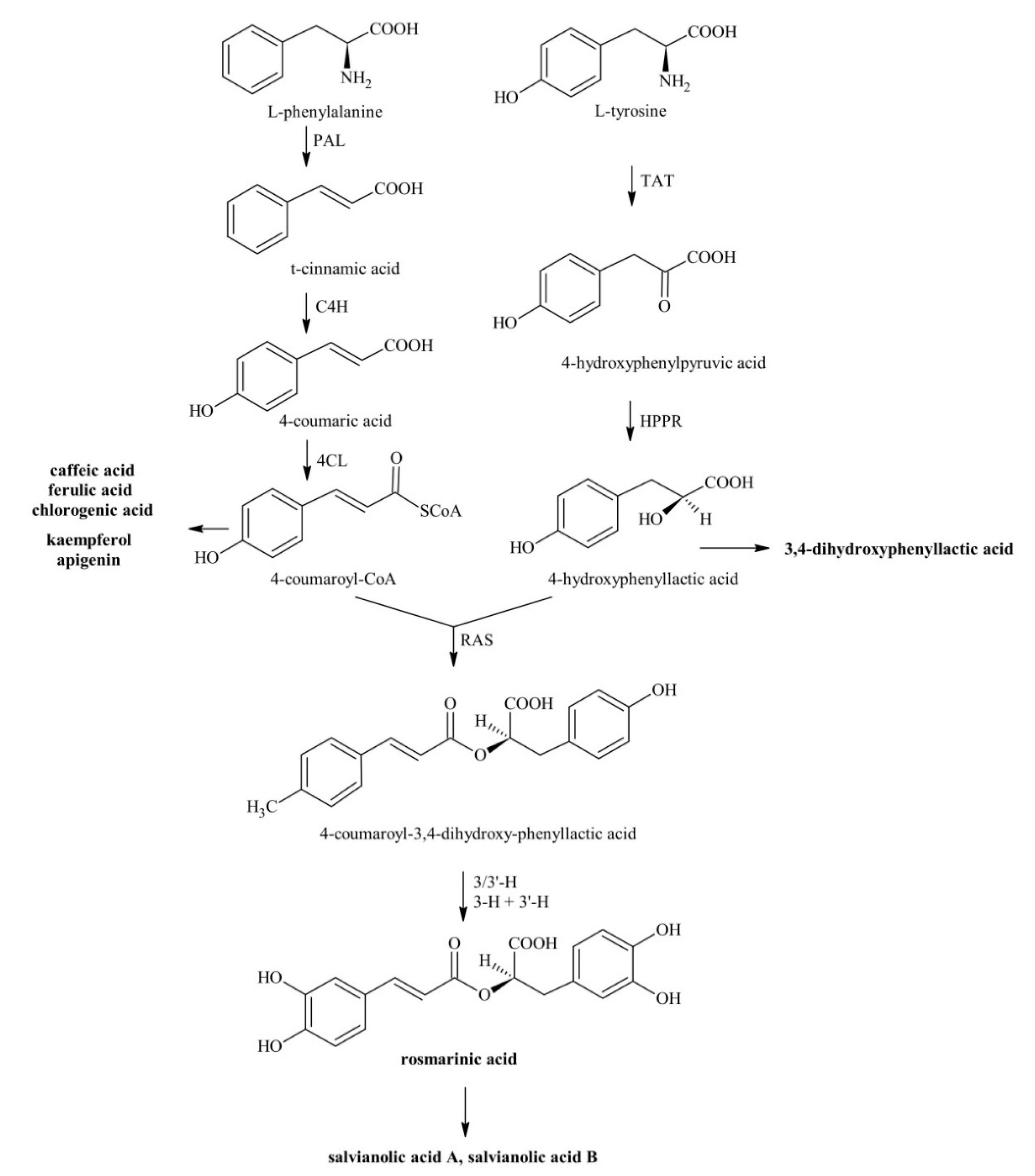 Antioxidants 09 01274 g001