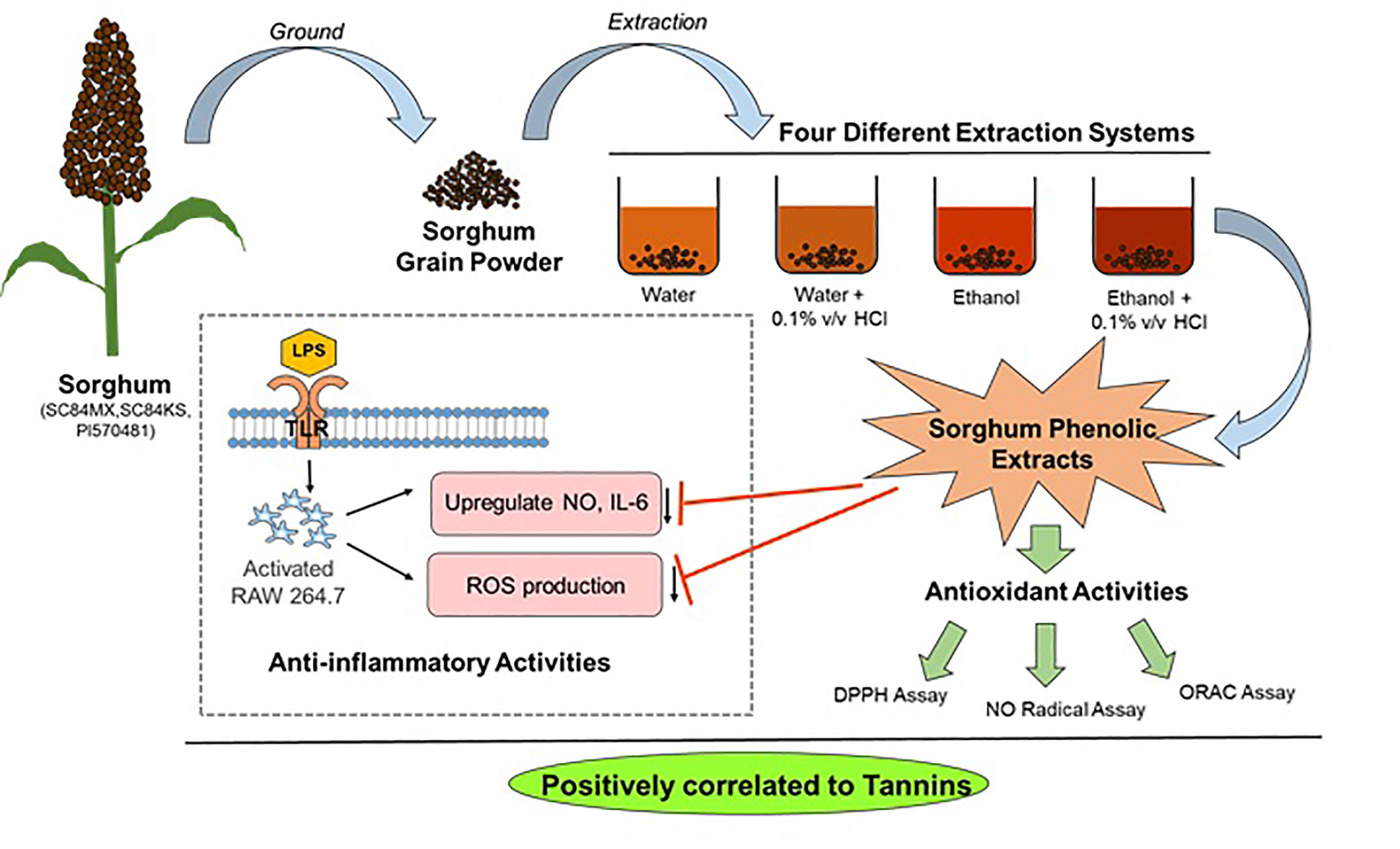 Antioxidants Free FullText A Comparative Study on Phenolic Content