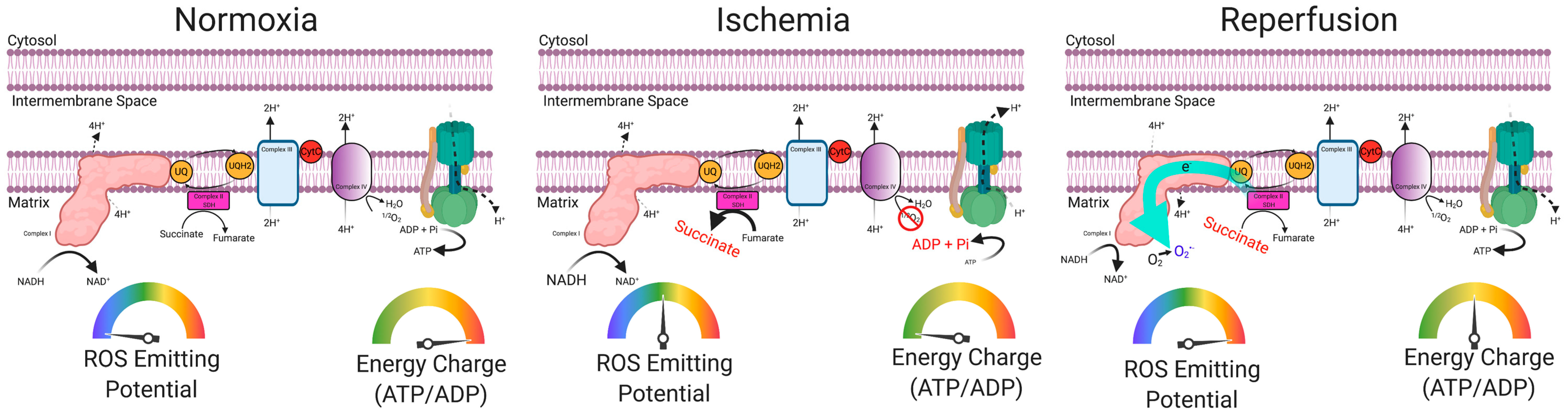 Antioxidants 09 01304 g004 Antioxidants 09 01304 g004
