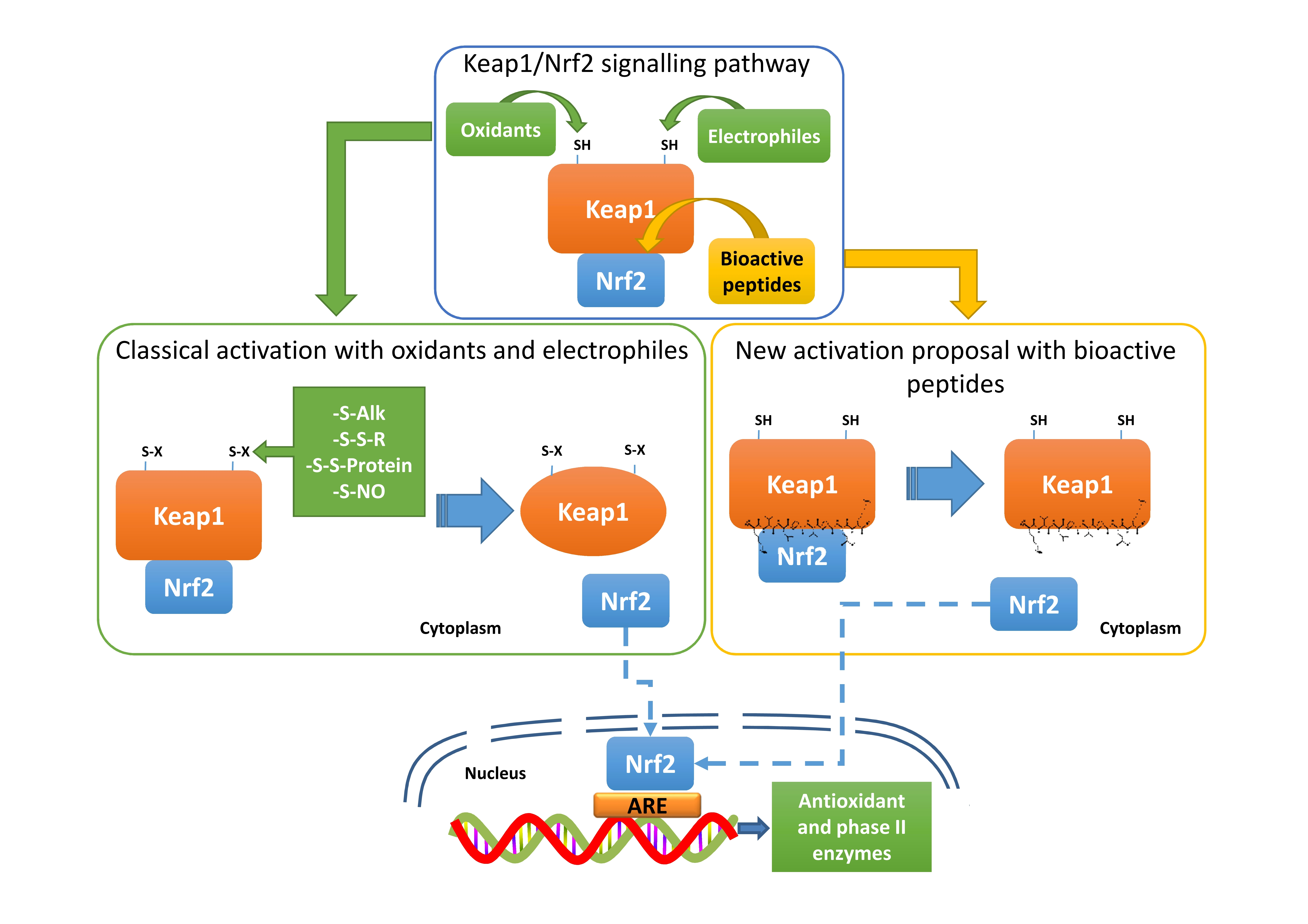 Antioxidants Free FullText Fermented SoyDerived Bioactive Peptides Selected by a Molecular