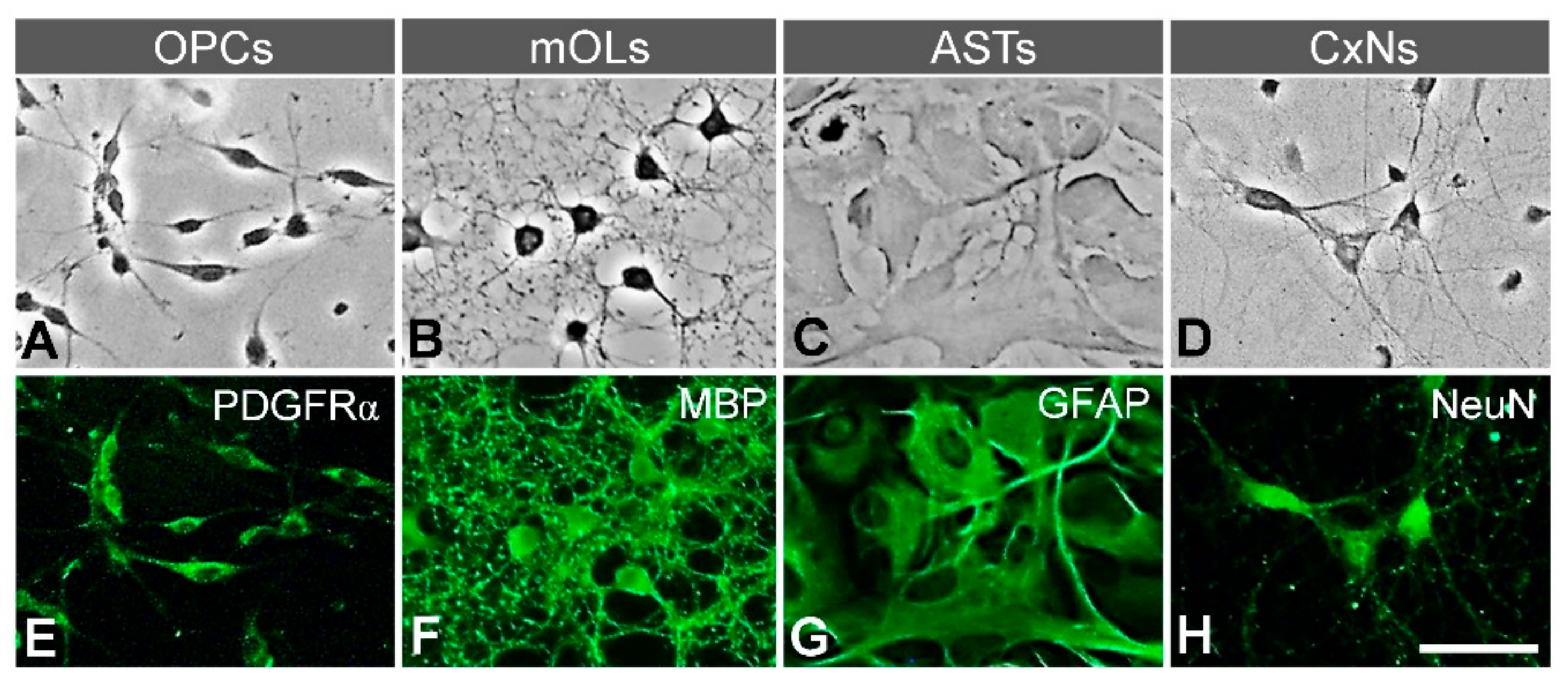 Antioxidants 10 00004 g001 Antioxidants 10 00004 g001