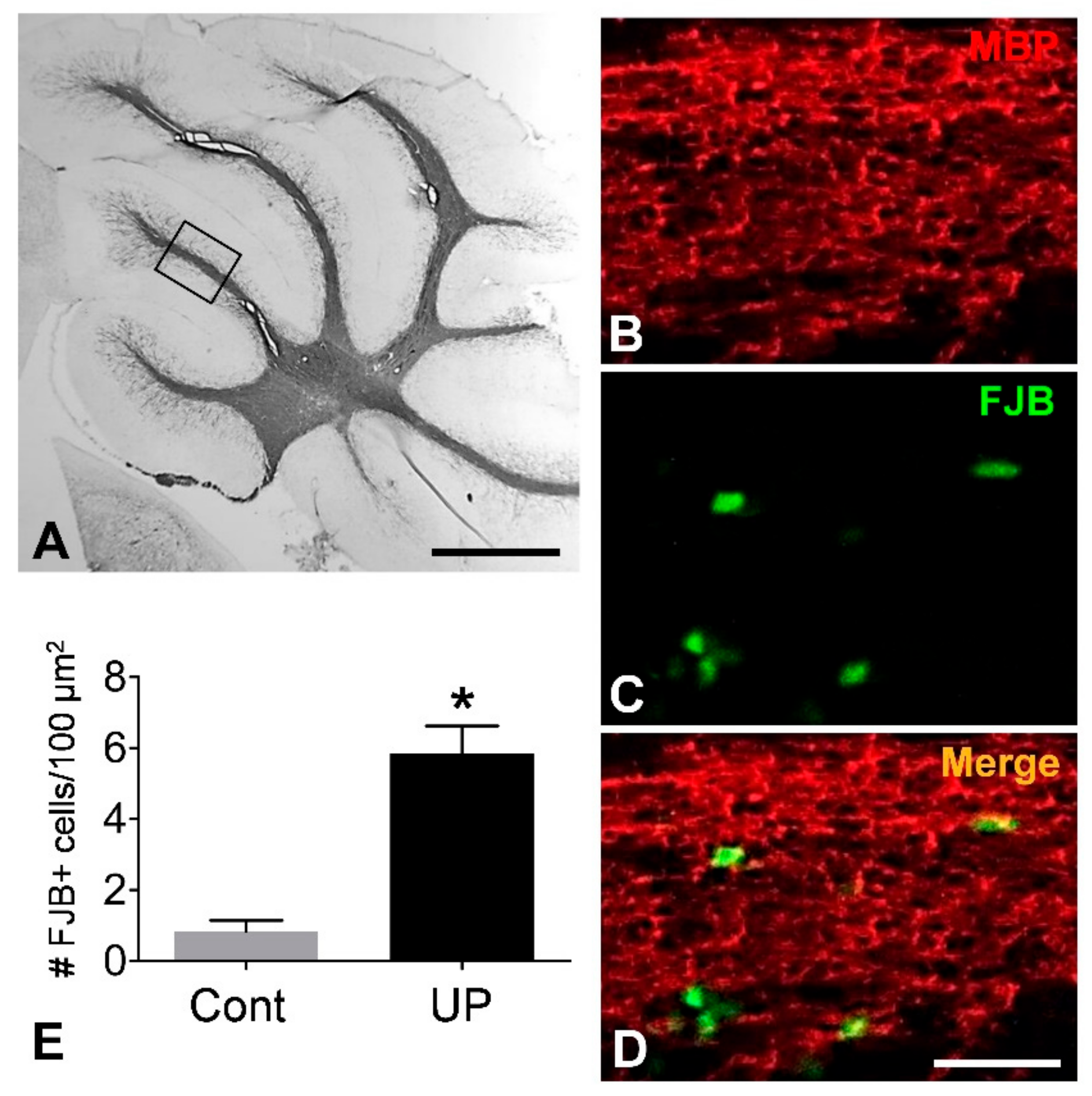 Antioxidants 10 00004 g006 Antioxidants 10 00004 g006