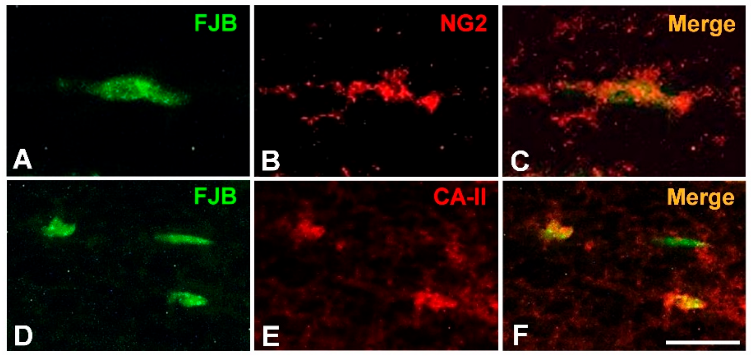 Antioxidants 10 00004 g007 Antioxidants 10 00004 g007