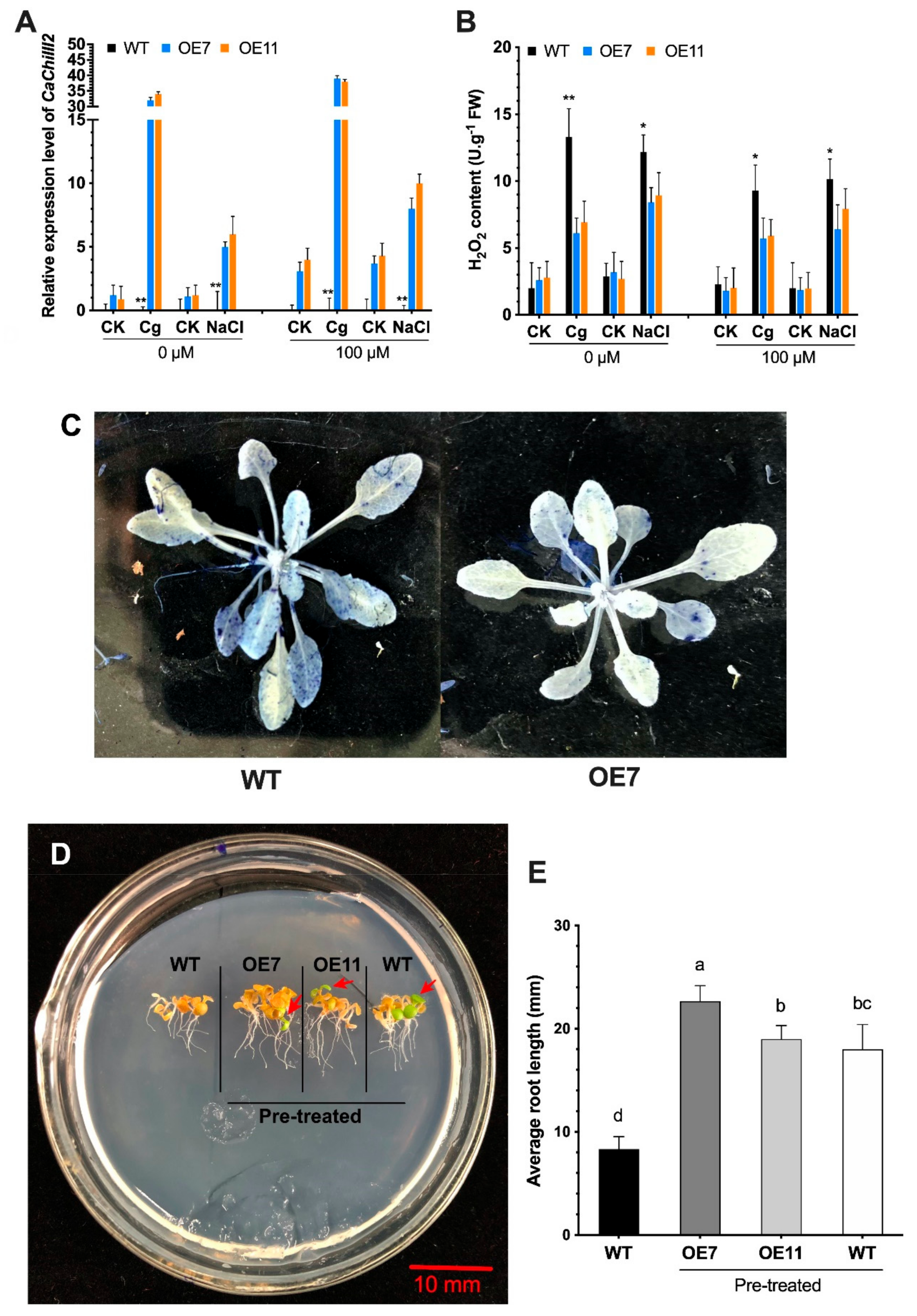Antioxidants 10 00007 g009