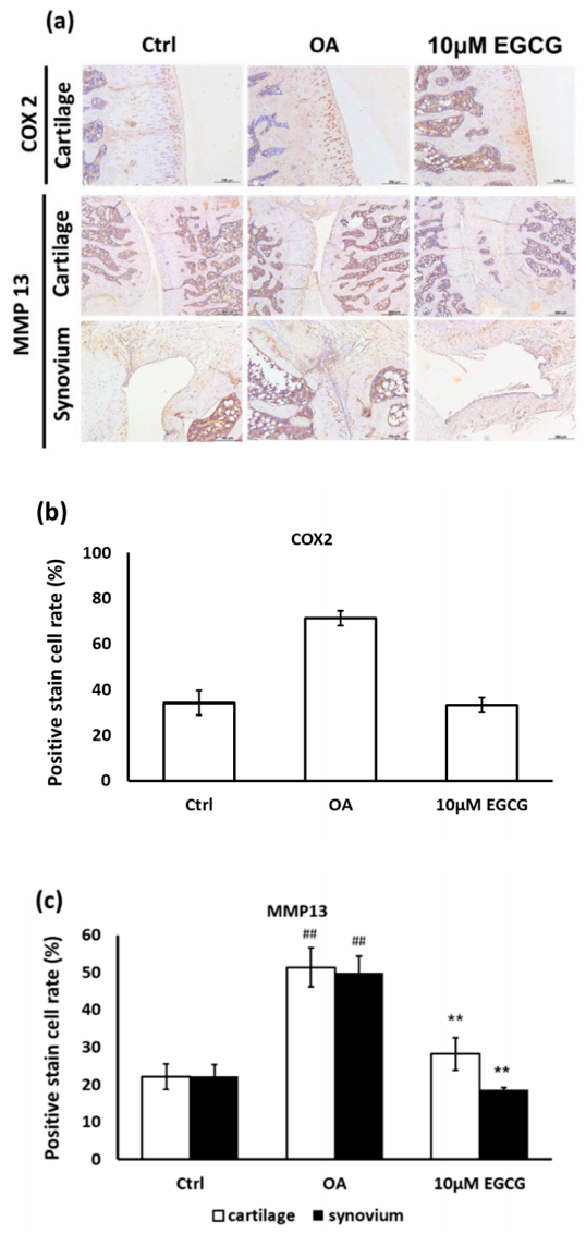 Antioxidants 10 00008 g005 Antioxidants 10 00008 g005