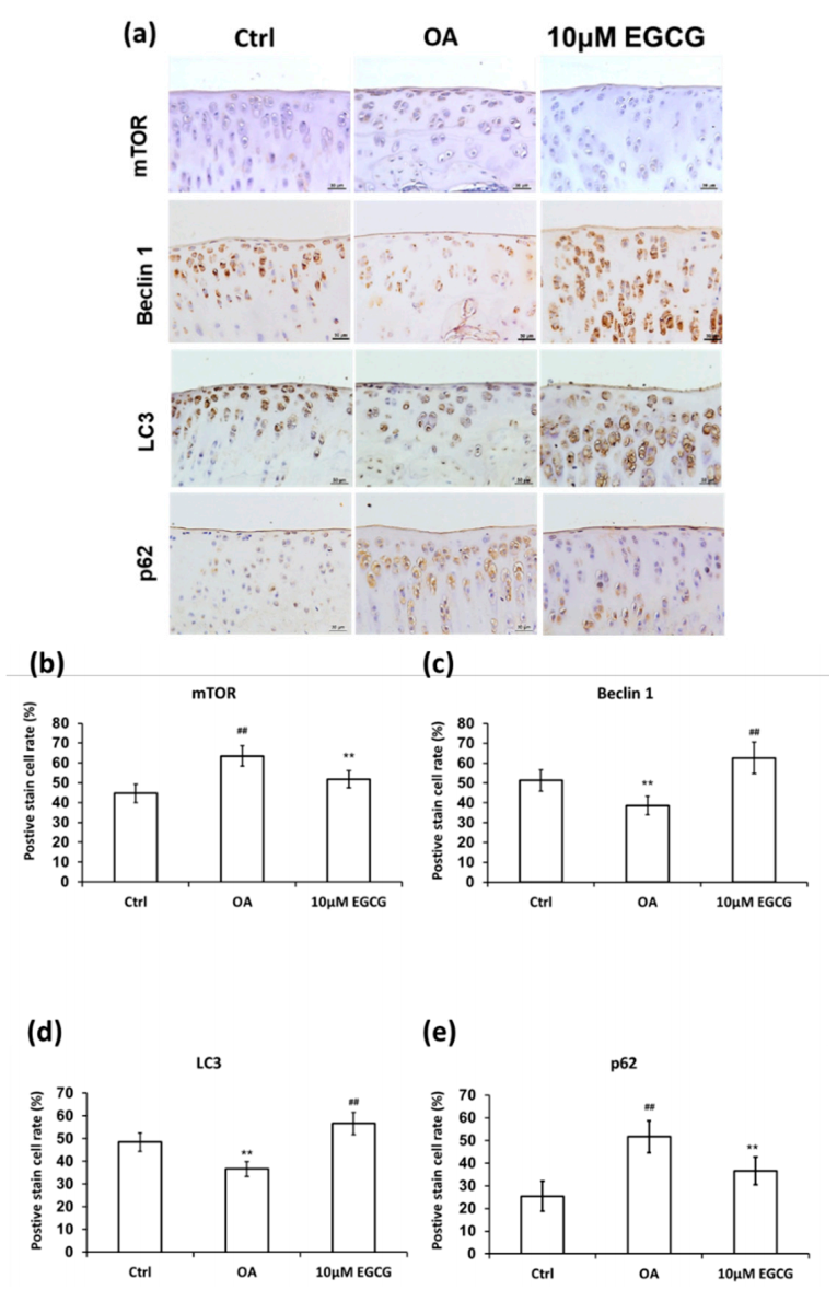 Antioxidants 10 00008 g007 Antioxidants 10 00008 g007